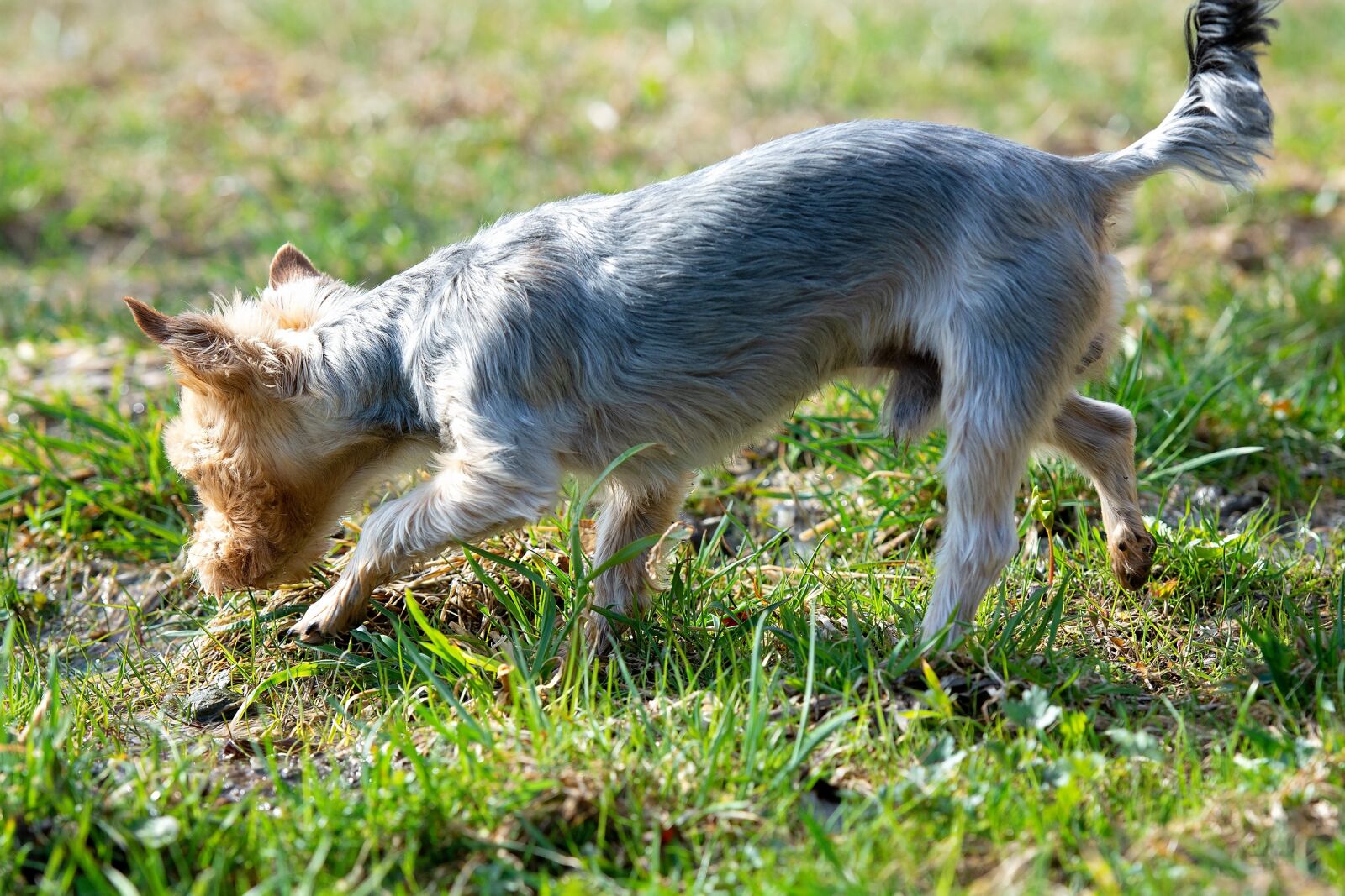 Nikon D7100 sample photo. Dog, out, water photography