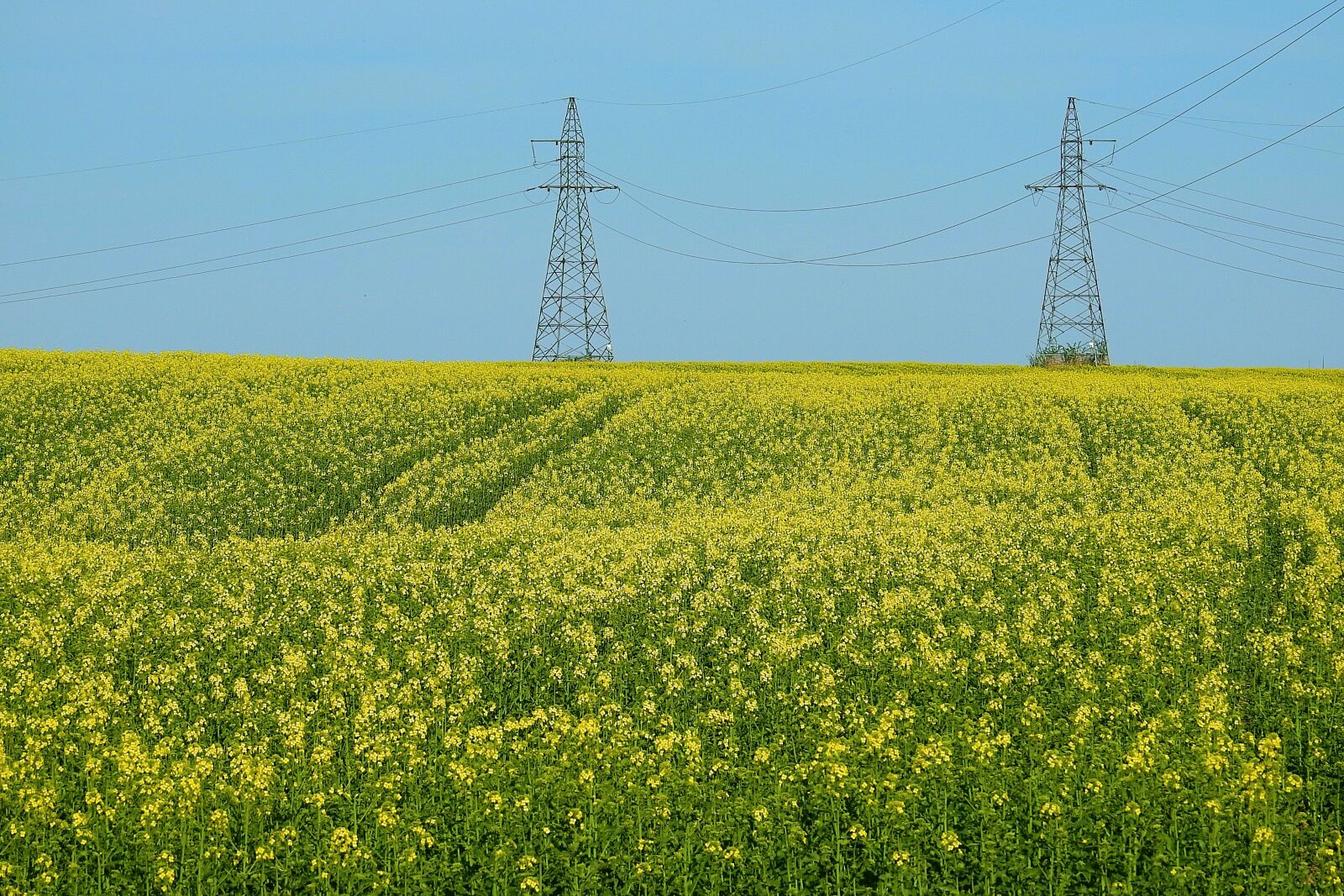Nikon Coolpix P900 sample photo. Canola field, sky, landscape photography