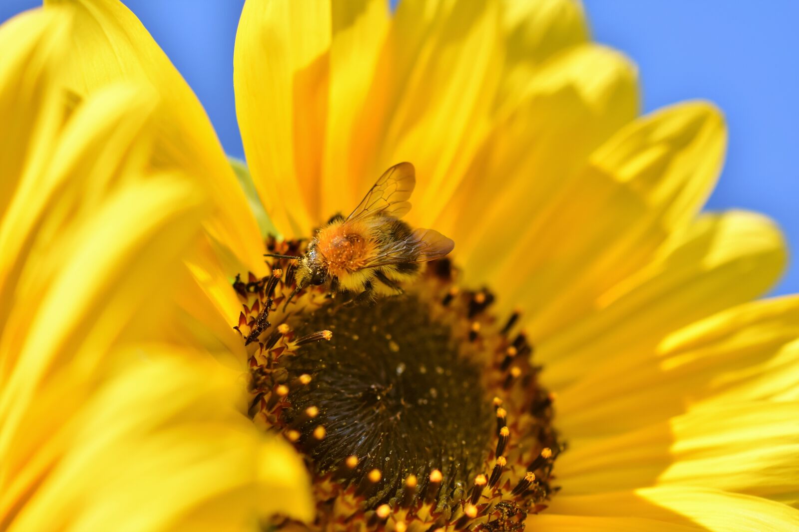 Nikon D7200 sample photo. Sunflower, hummel, insect photography