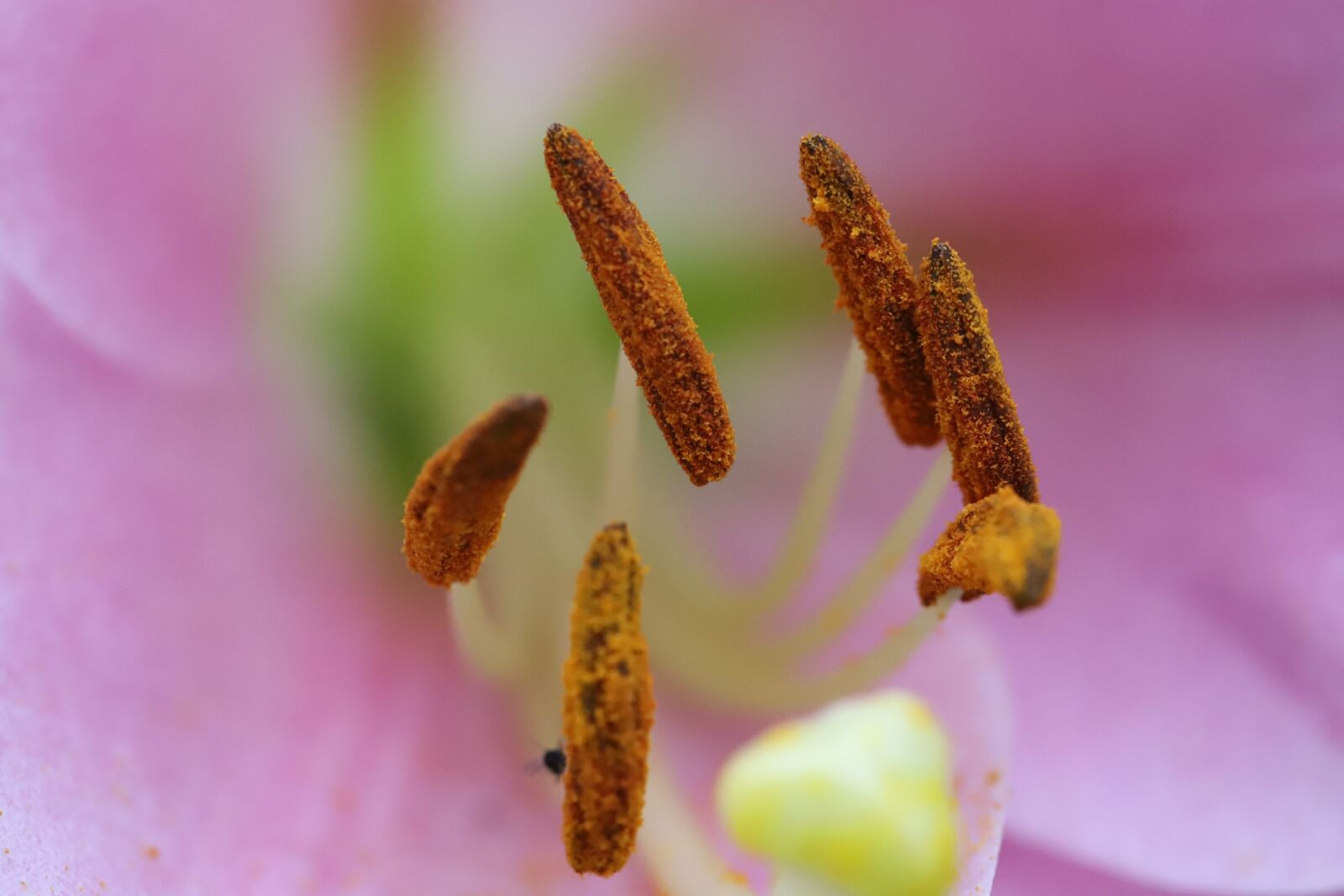 Canon EF 100mm F2.8L Macro IS USM sample photo. Flower, nature, lily photography