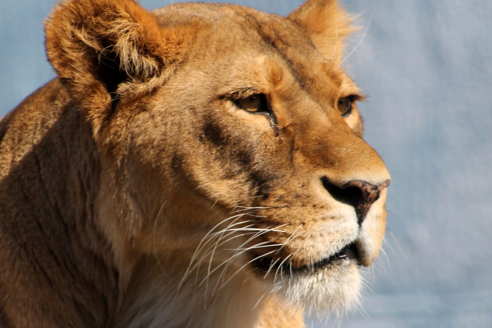 Canon EF 75-300mm f/4-5.6 sample photo. Lioness, zoo, animal photography