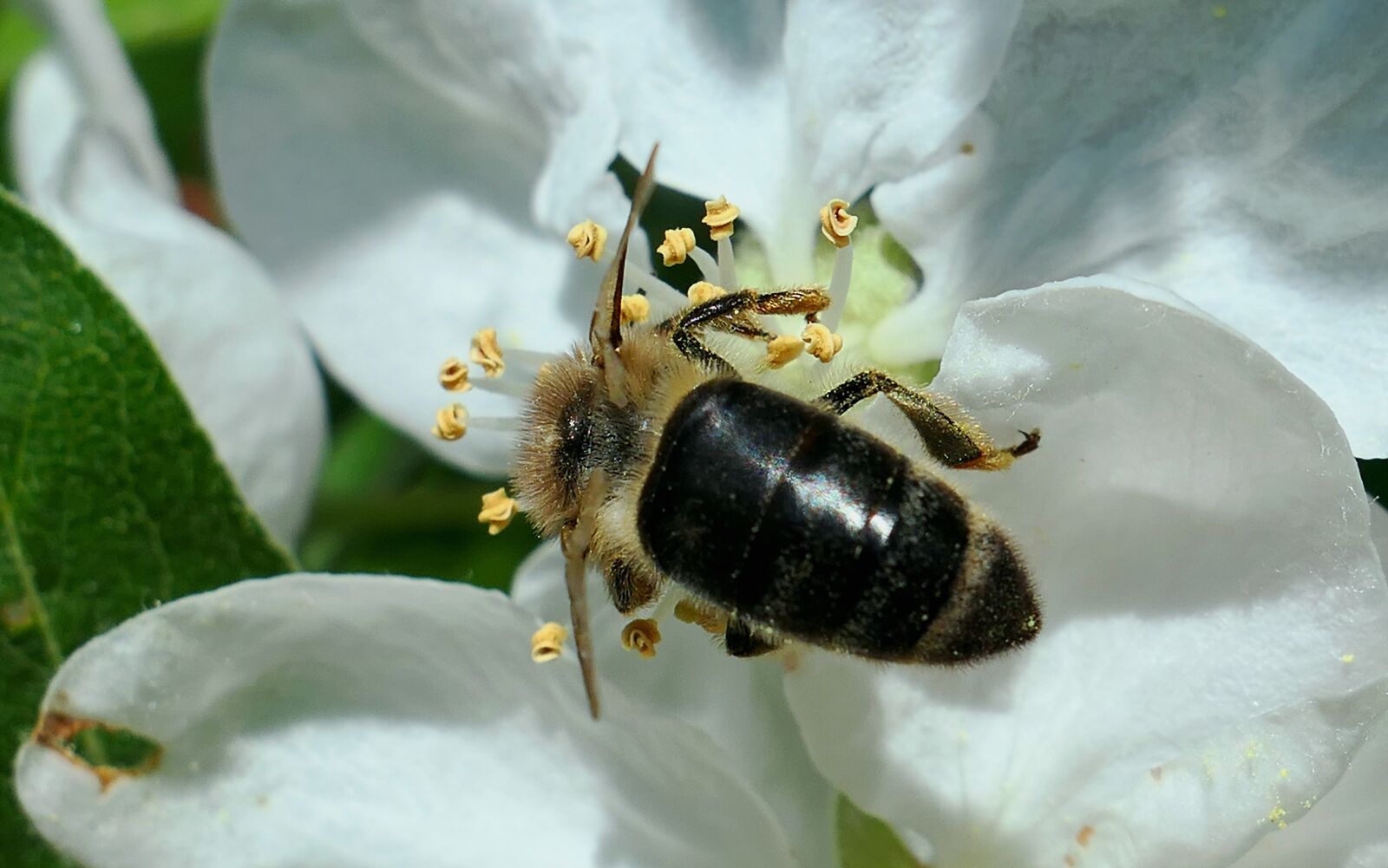 Panasonic Lumix DMC-LX10 (Lumix DMC-LX15) sample photo. Insect, nature, evertebrat photography