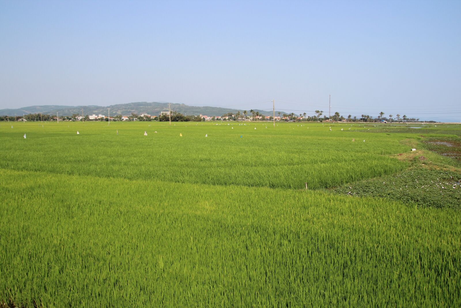 Tamron SP AF 17-50mm F2.8 XR Di II LD Aspherical (IF) sample photo. Vietnam, asia, field photography