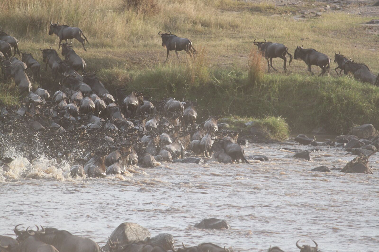 Canon EOS 500D (EOS Rebel T1i / EOS Kiss X3) sample photo. Wildebeest migration, great migration photography