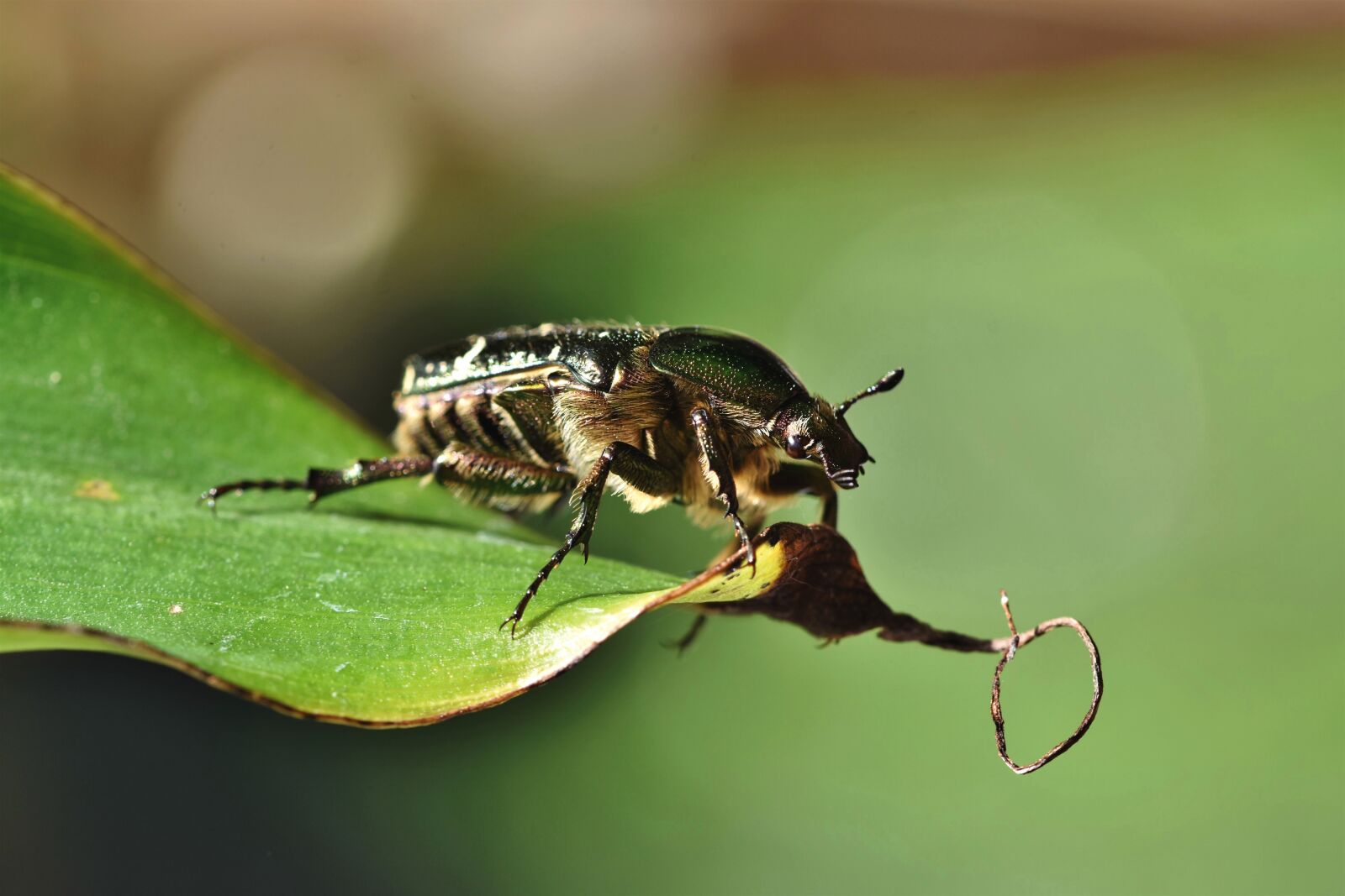 Nikon D7200 sample photo. Rose beetle, beetle, insect photography