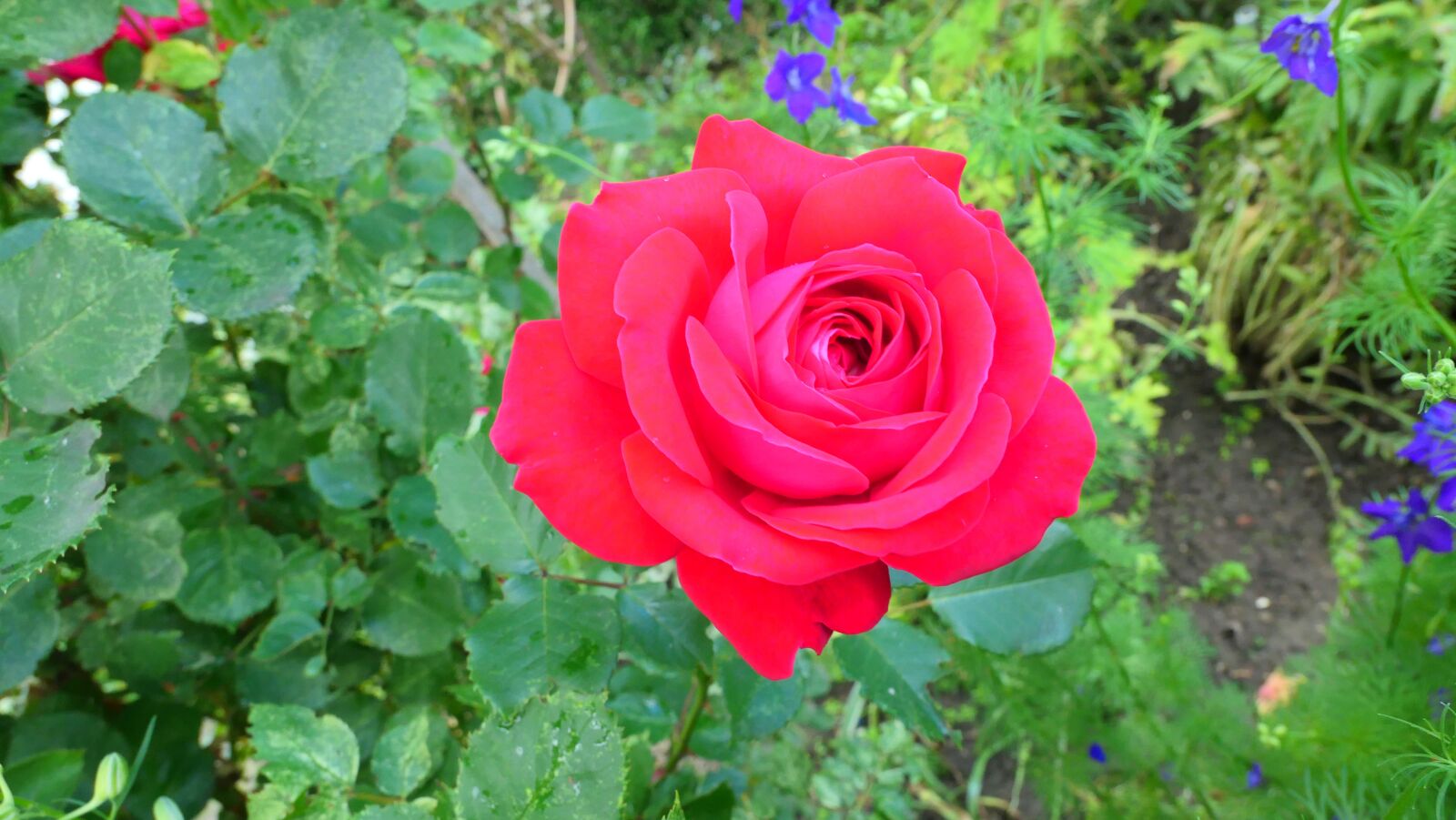 Panasonic Lumix DMC-LX10 (Lumix DMC-LX15) sample photo. Rose, red, flower photography