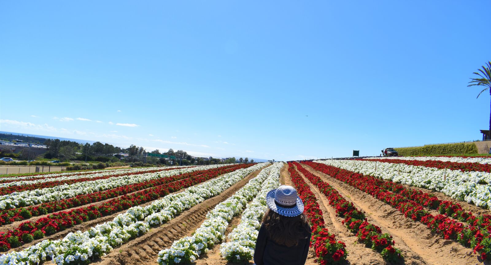 Nikon D5600 sample photo. Agriculture, field, outdoors photography