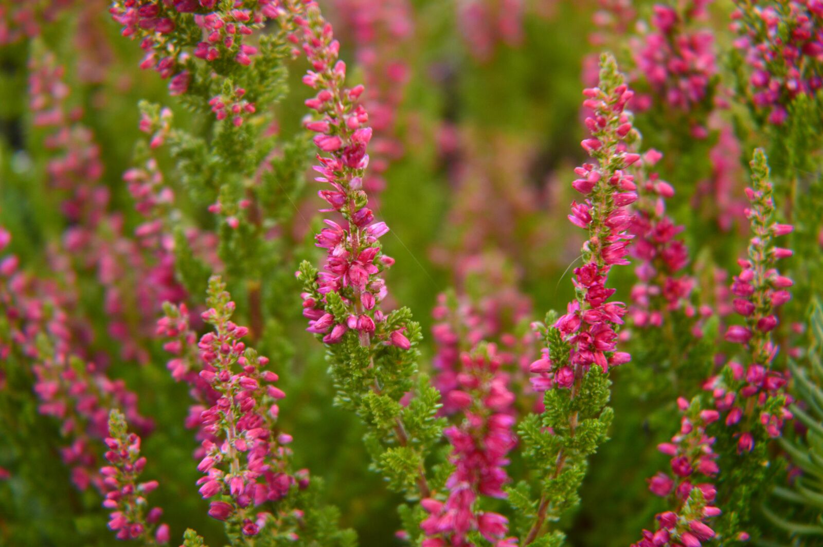 Nikon D3200 sample photo. Flower, garden, heather photography