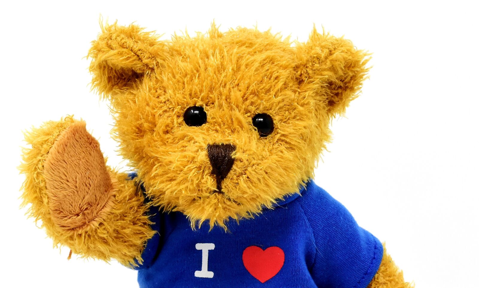 Nikon D7200 sample photo. Teddy, cute, animal photography