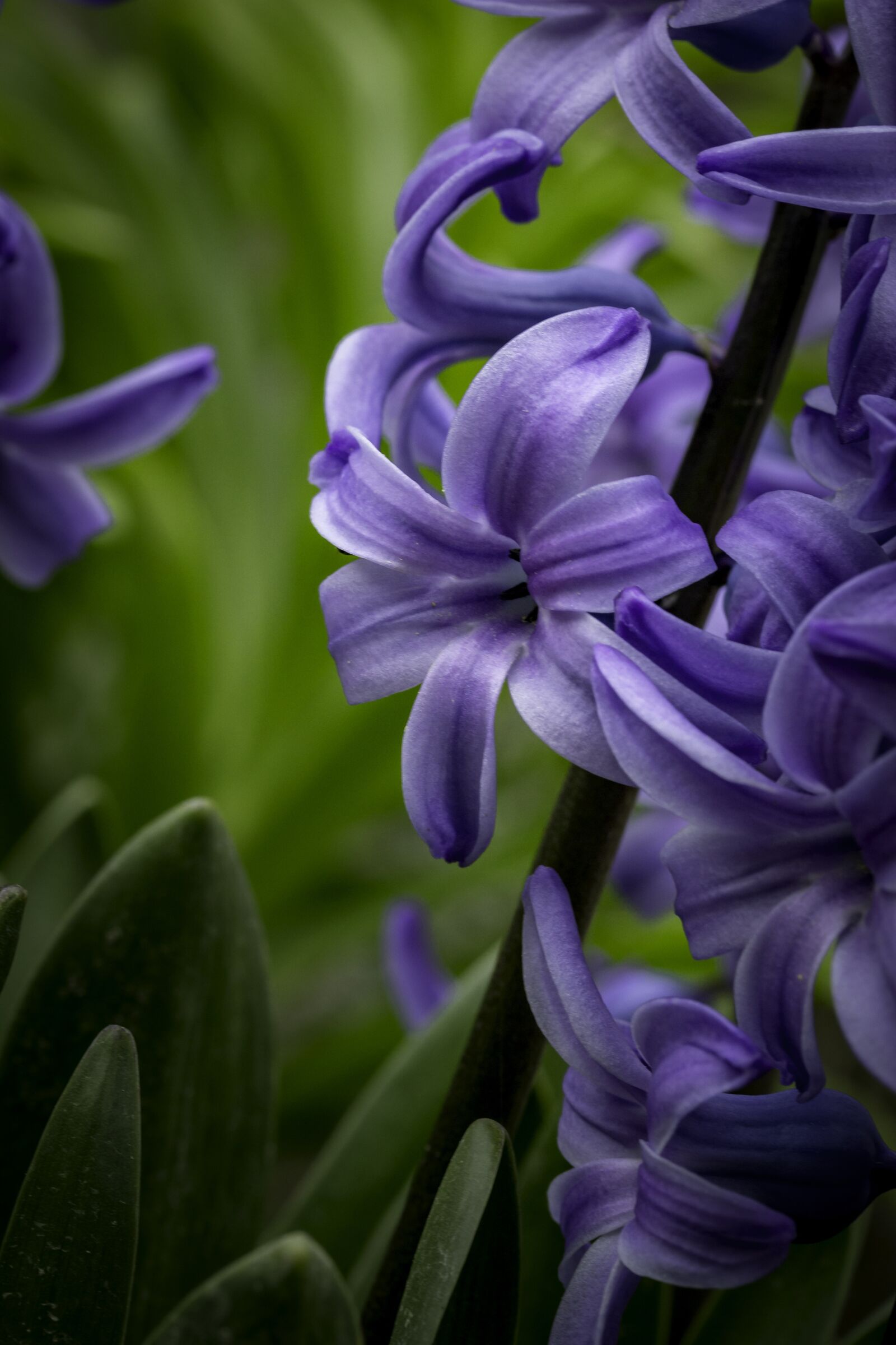 Canon EF-S 60mm F2.8 Macro USM sample photo. Hyacinth, flower, high contrast photography