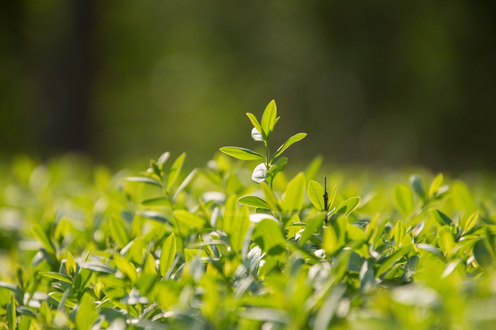 Nikon D3300 sample photo. Leaf, plant, nature photography