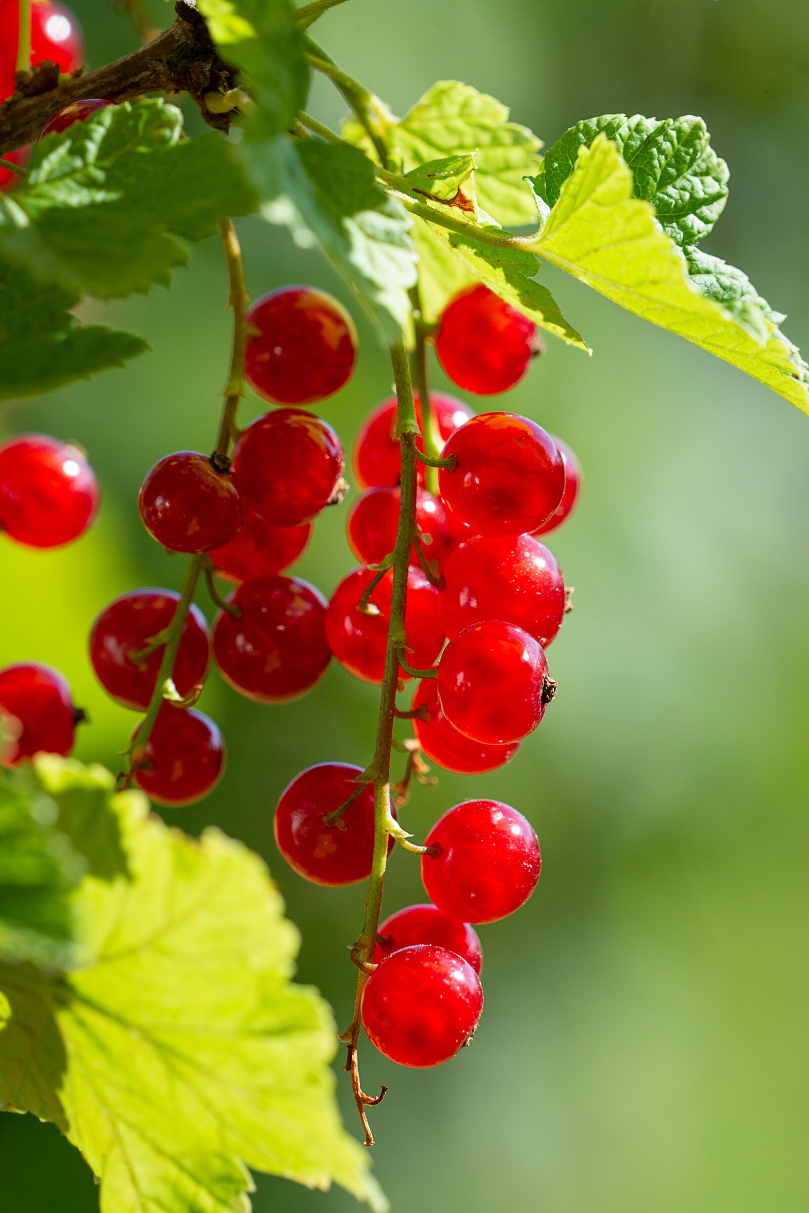 Nikon D7100 sample photo. Currants, red, red currants photography