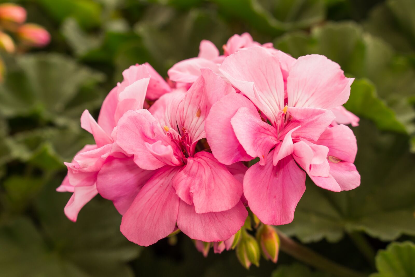 Canon EOS 700D (EOS Rebel T5i / EOS Kiss X7i) sample photo. Flowers, nature, beautiful flower photography