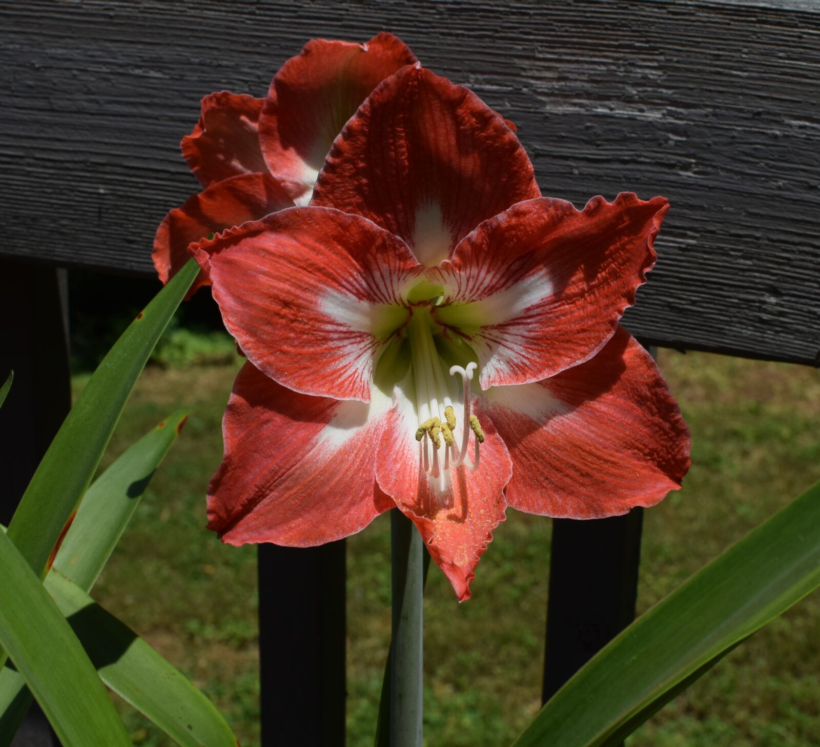 Nikon D3300 sample photo. Amaryllis, flower, bulb photography