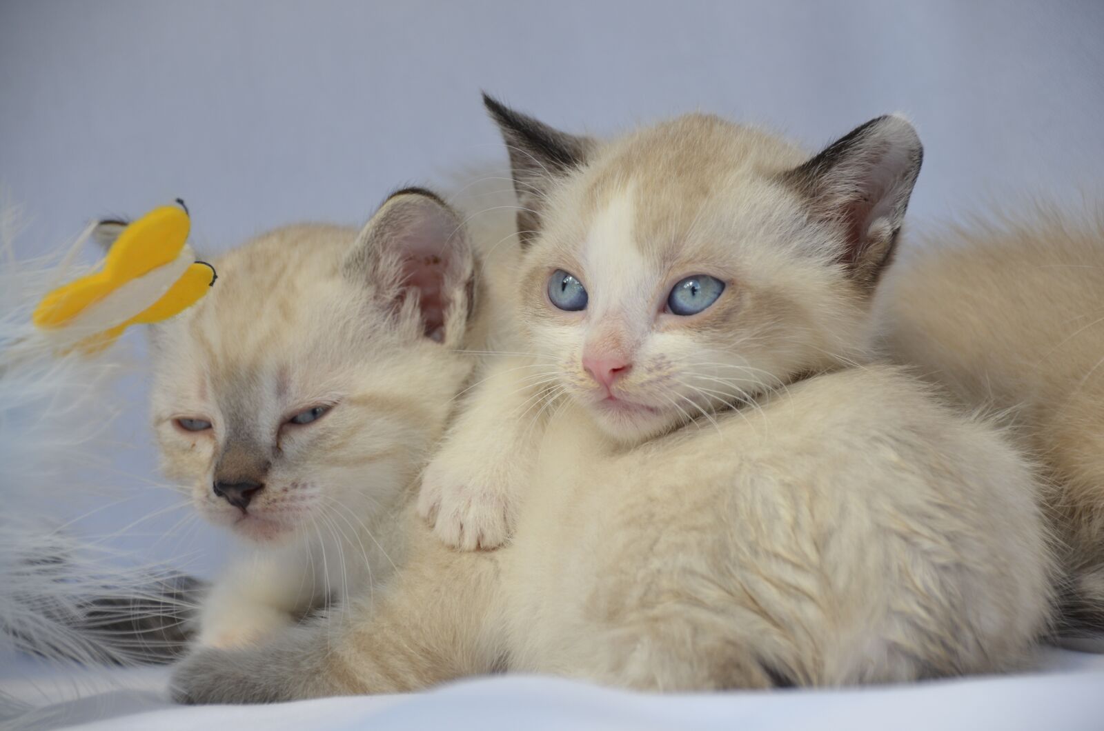 Nikon D7000 sample photo. Cat, puppy, siamese photography