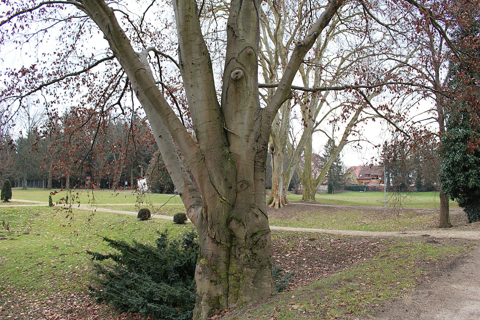 Canon EOS 100D (EOS Rebel SL1 / EOS Kiss X7) sample photo. Tree, bark, log photography