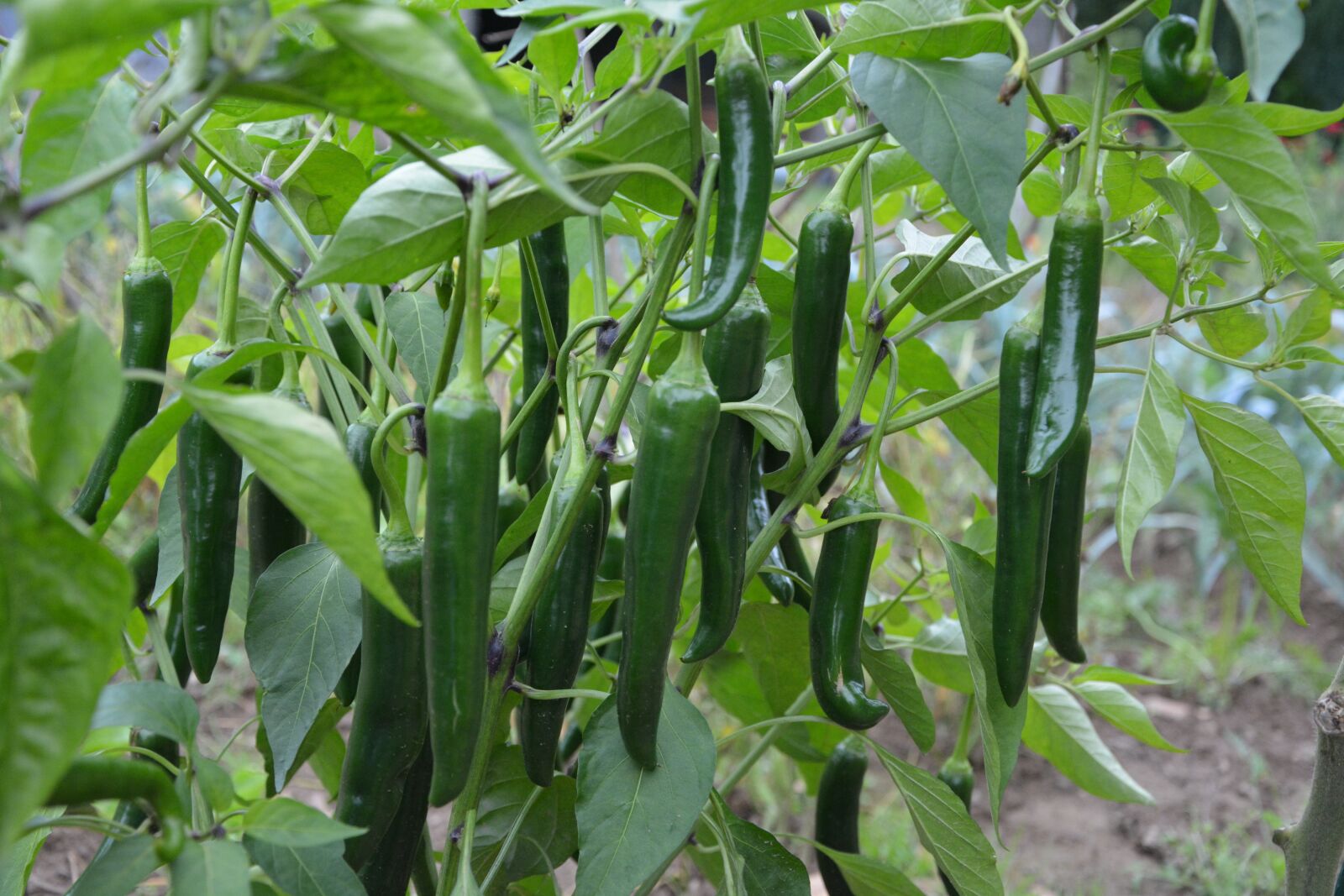 Nikon D5200 sample photo. Green chili, vegetables, dishes photography