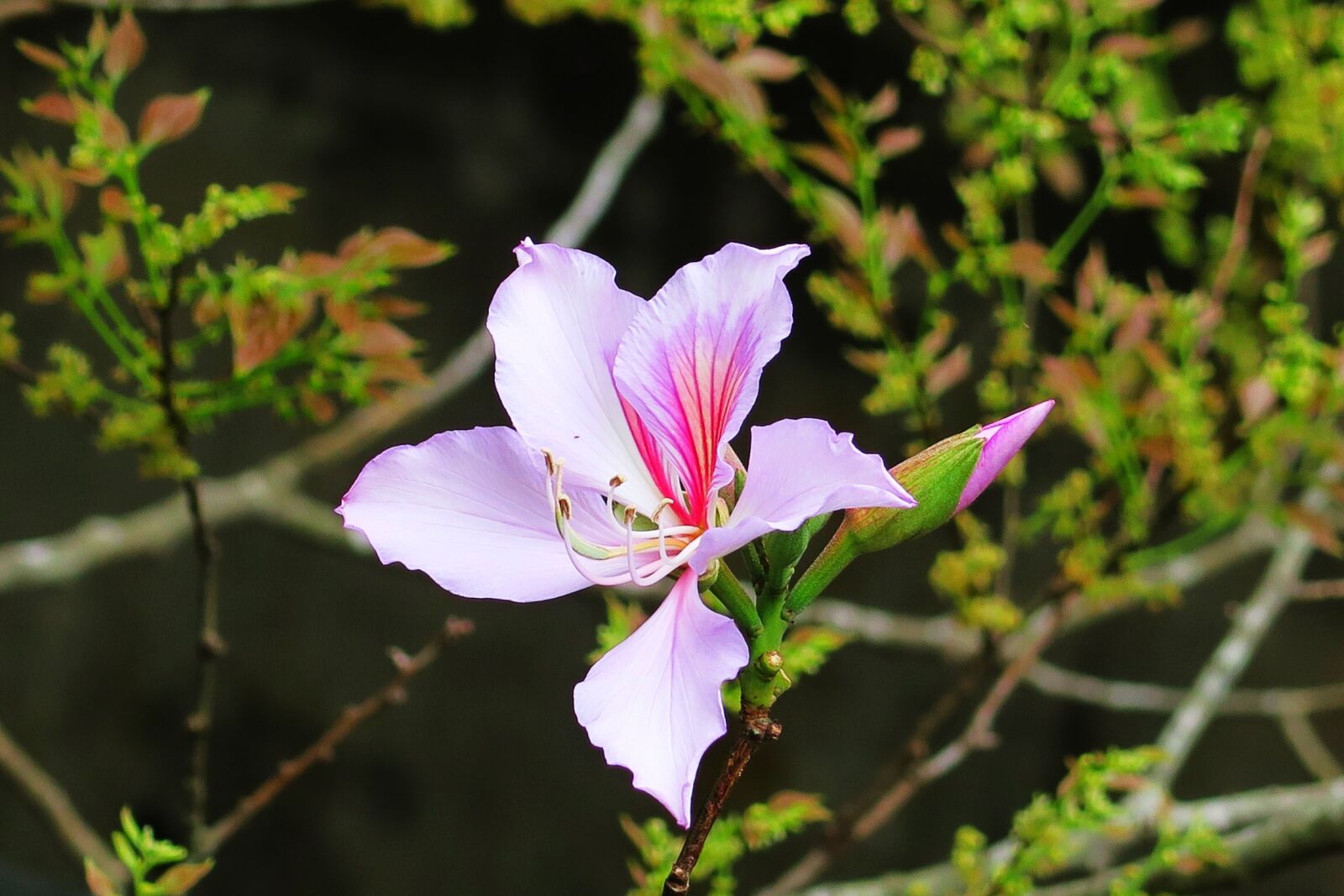 Canon PowerShot G7 X sample photo. Flower, nature, plant photography