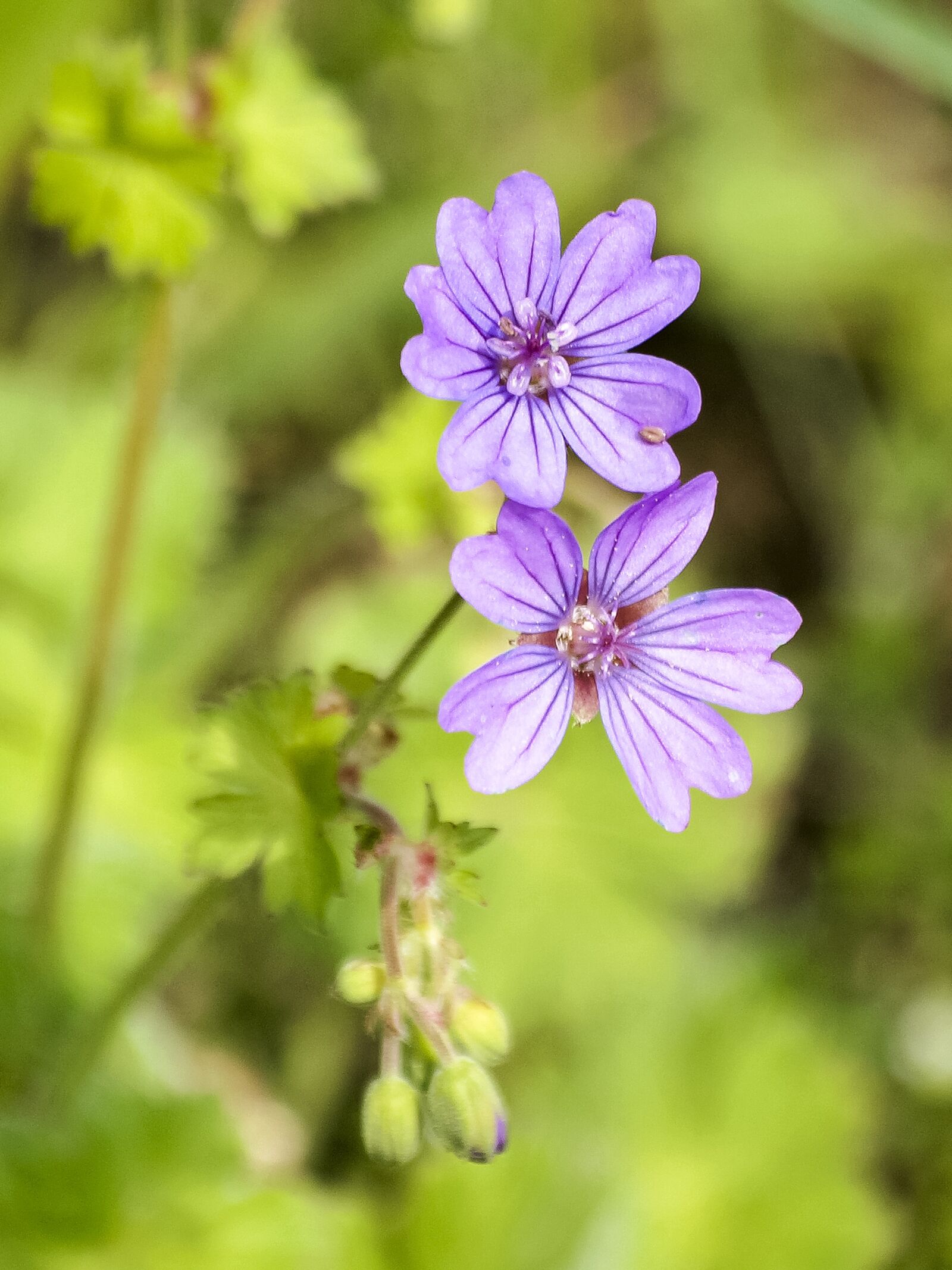Olympus E-3 sample photo. Cranesbill, flower, blossom photography