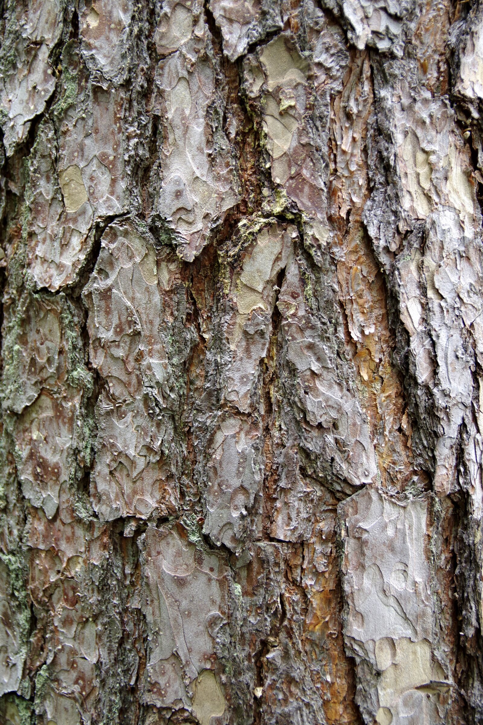 Pentax K-S2 sample photo. The bark, tree, trunk photography