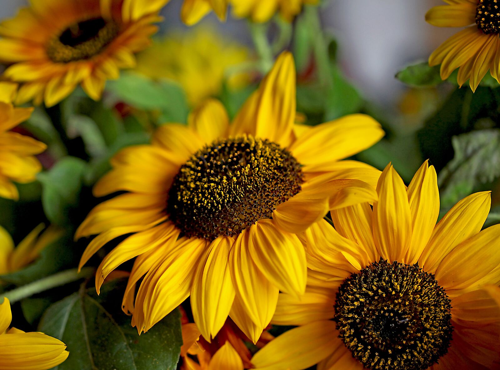 Canon EOS 5D Mark II sample photo. Sunflower, ornamental sunflower, yellow photography