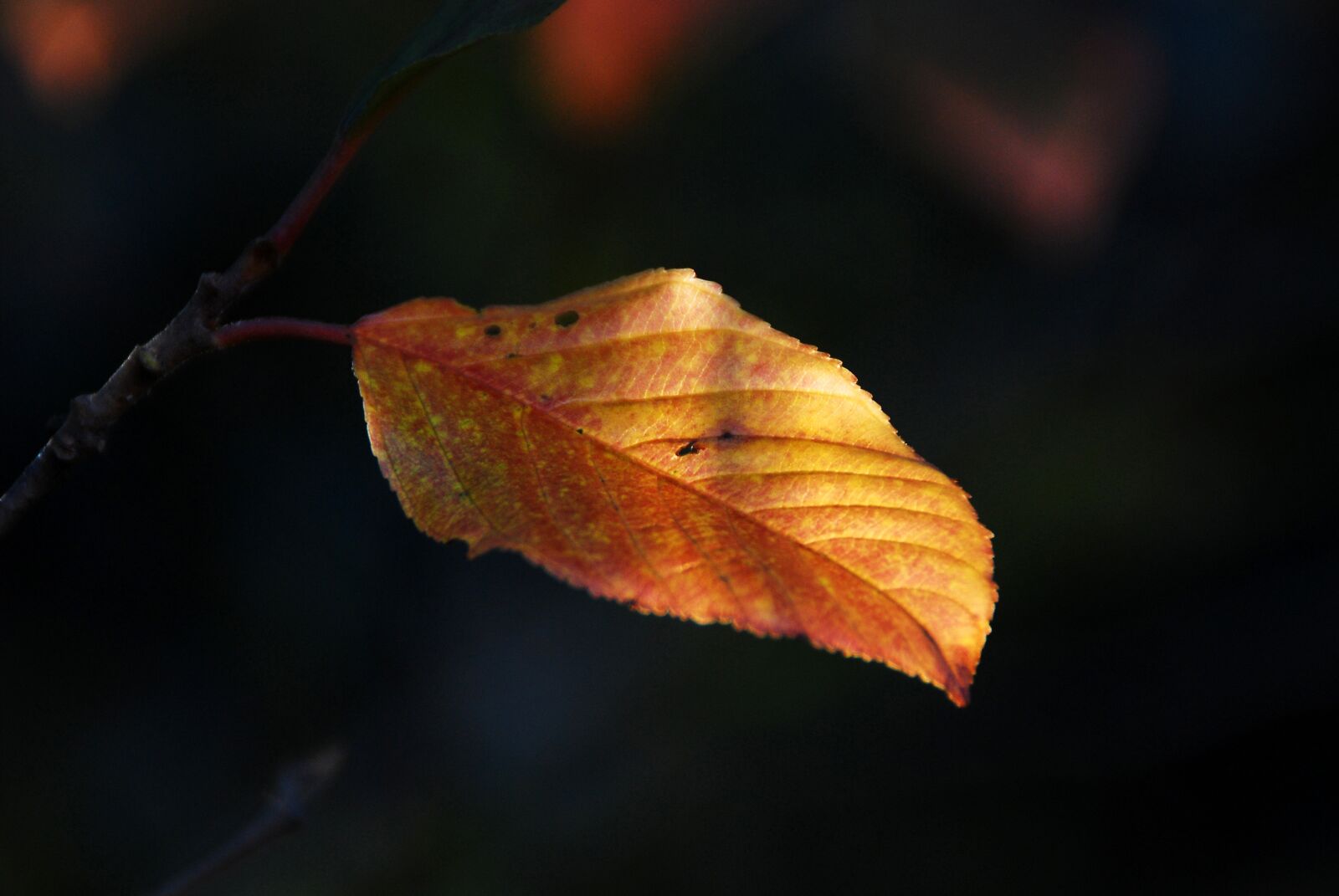 Nikon D40X sample photo. Fall, leaf, autumn photography