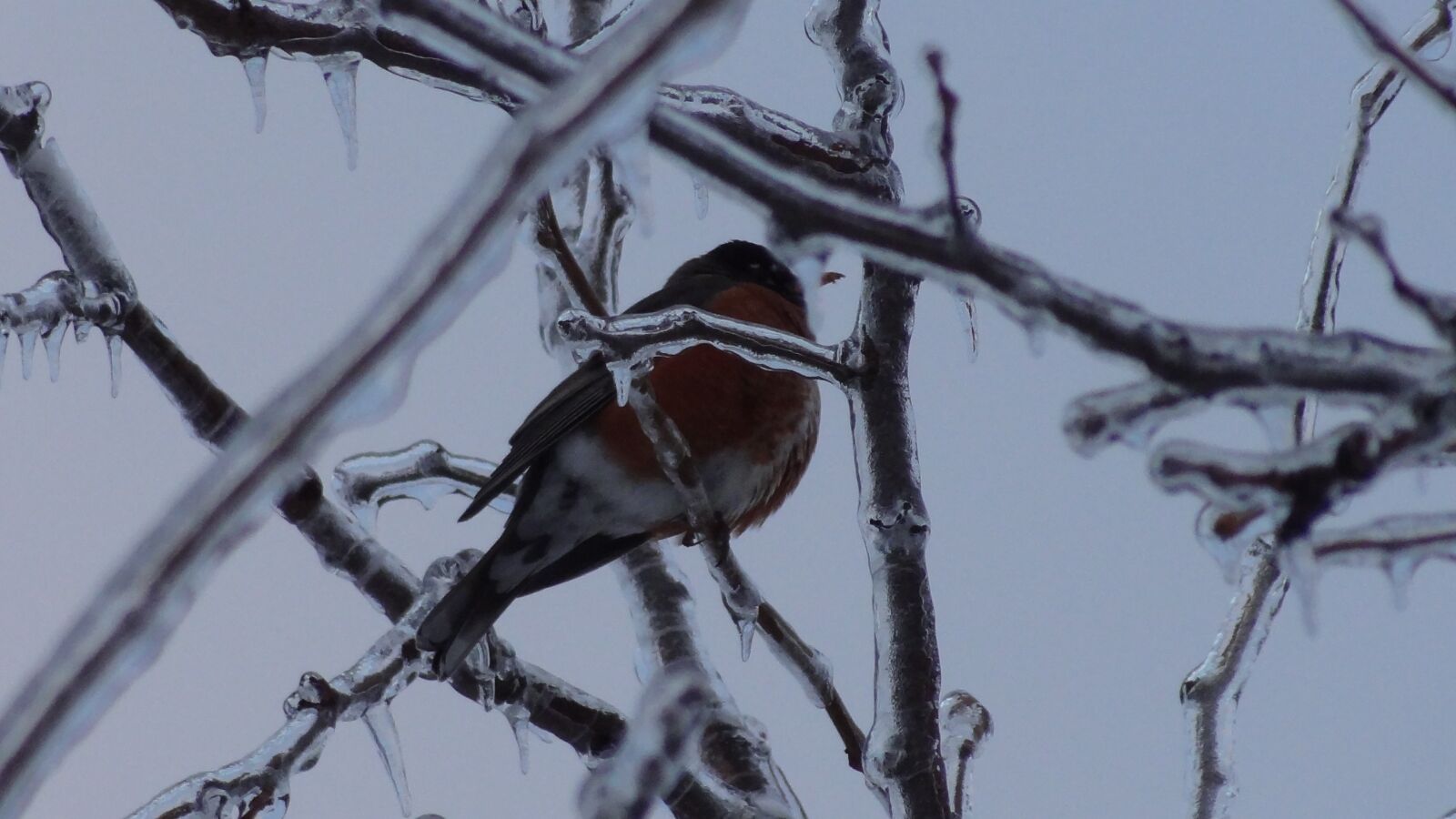 Sony Cyber-shot DSC-HX9V sample photo. Icing, winter, bird photography