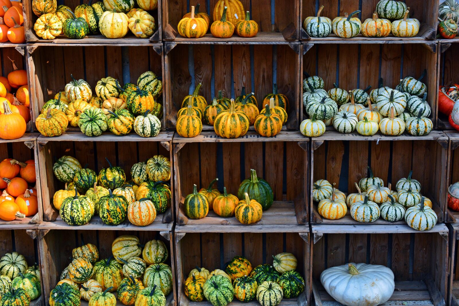 Nikon D5200 sample photo. Pumpkin, harvest time, sale photography