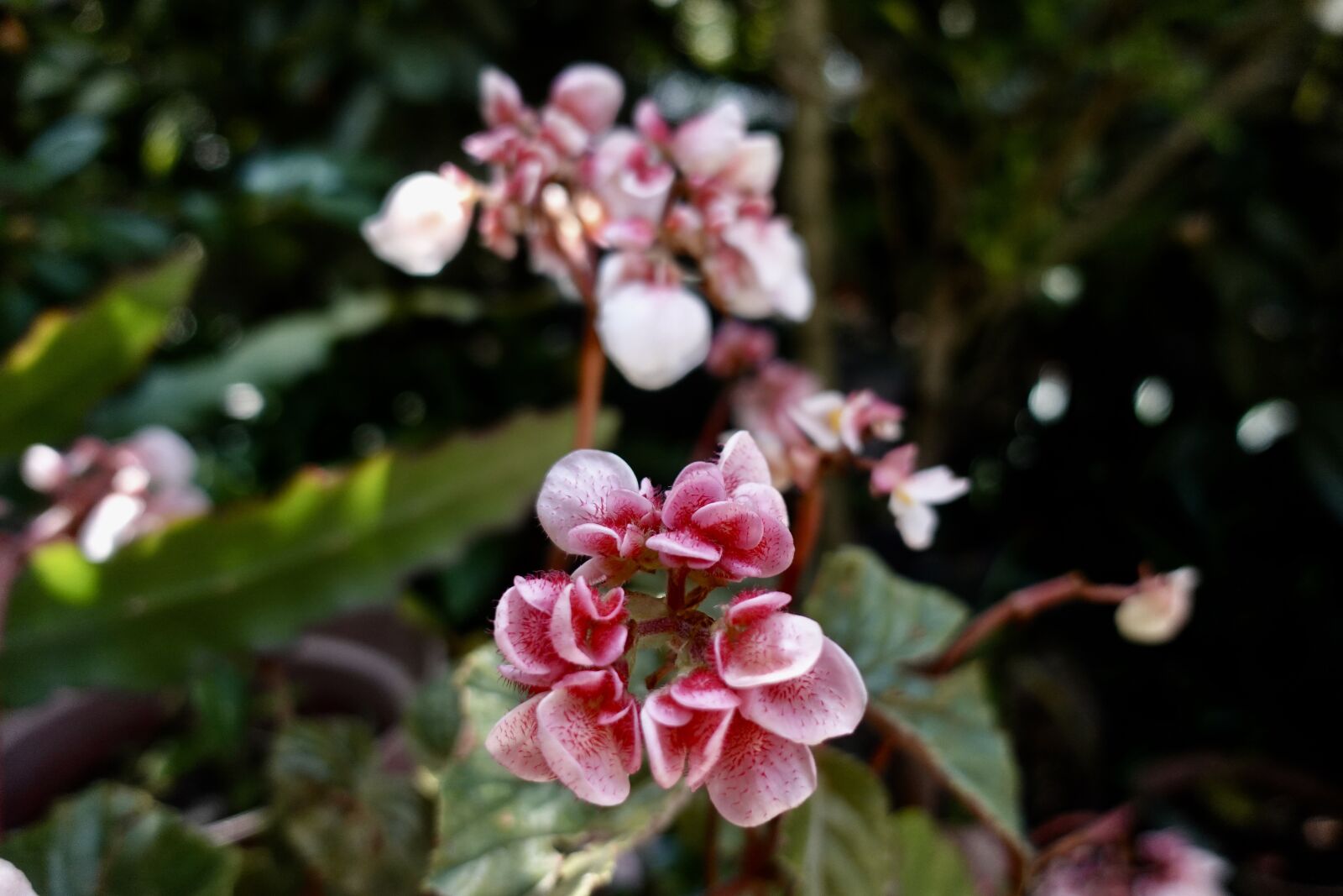 Sony DSC-RX100M5A sample photo. Flower, blossom, plant photography