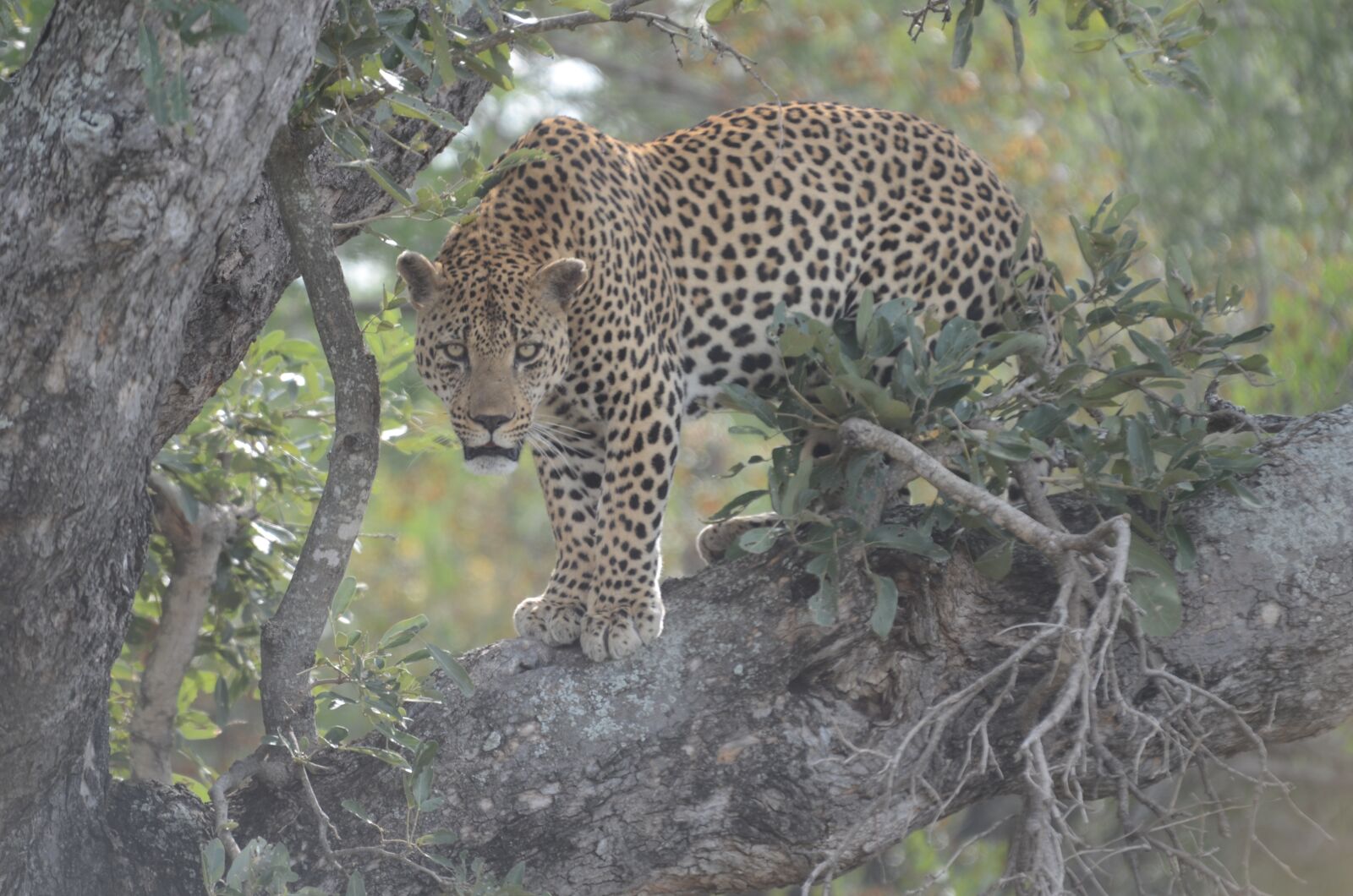 Nikon D7000 sample photo. Leopard, carnivore, animal photography