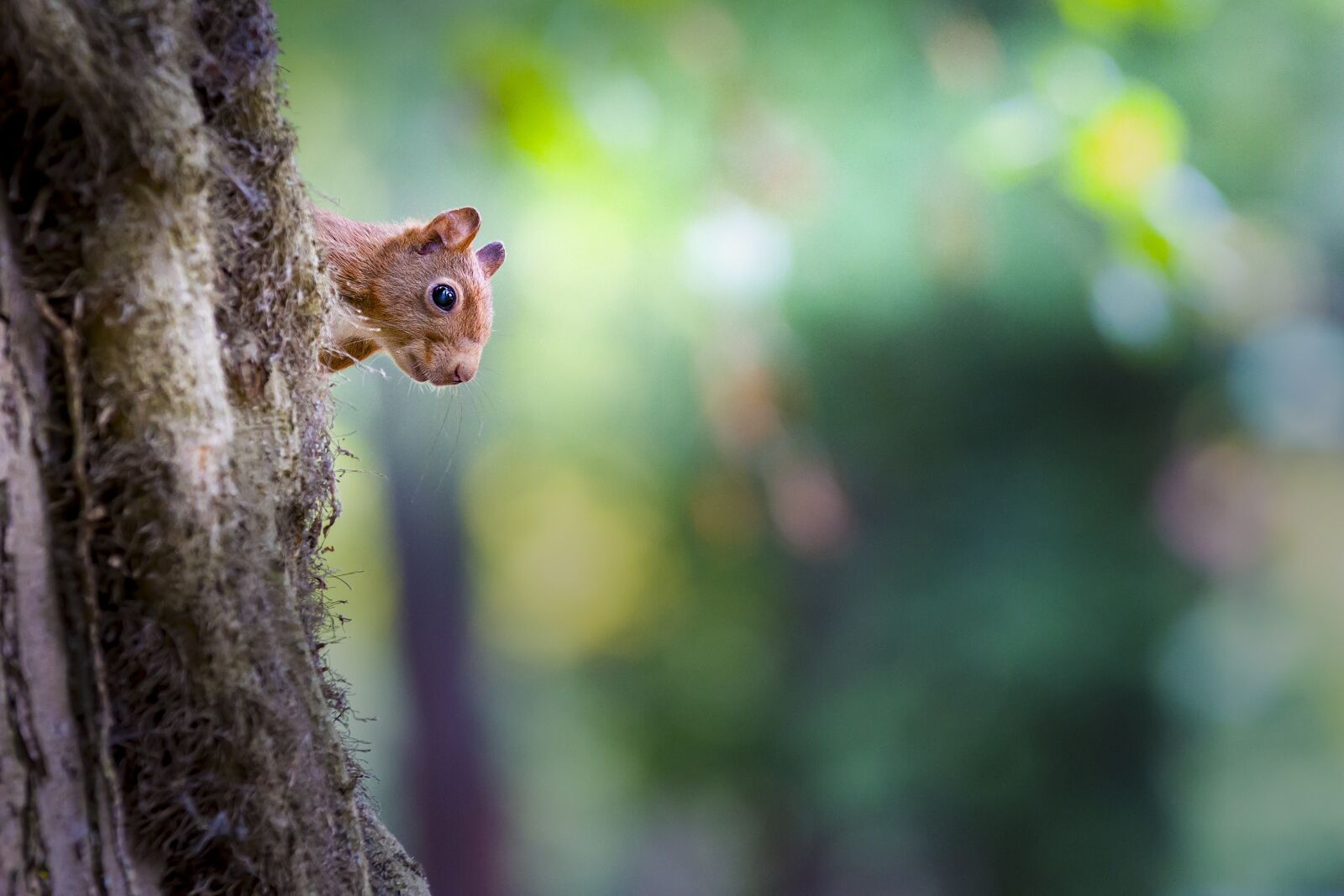 Canon EOS 60D sample photo. Squirrel, nature, cute photography