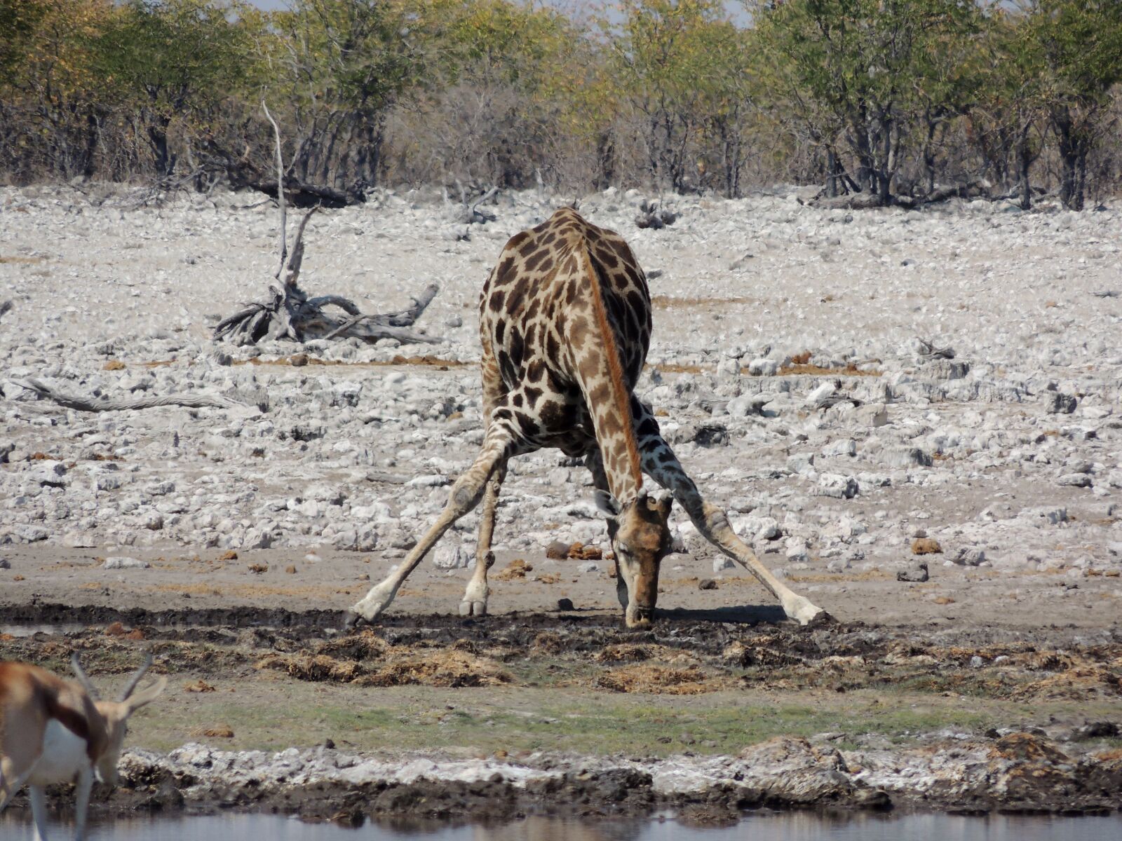 Nikon Coolpix P510 sample photo. Giraffe, animal, safari photography