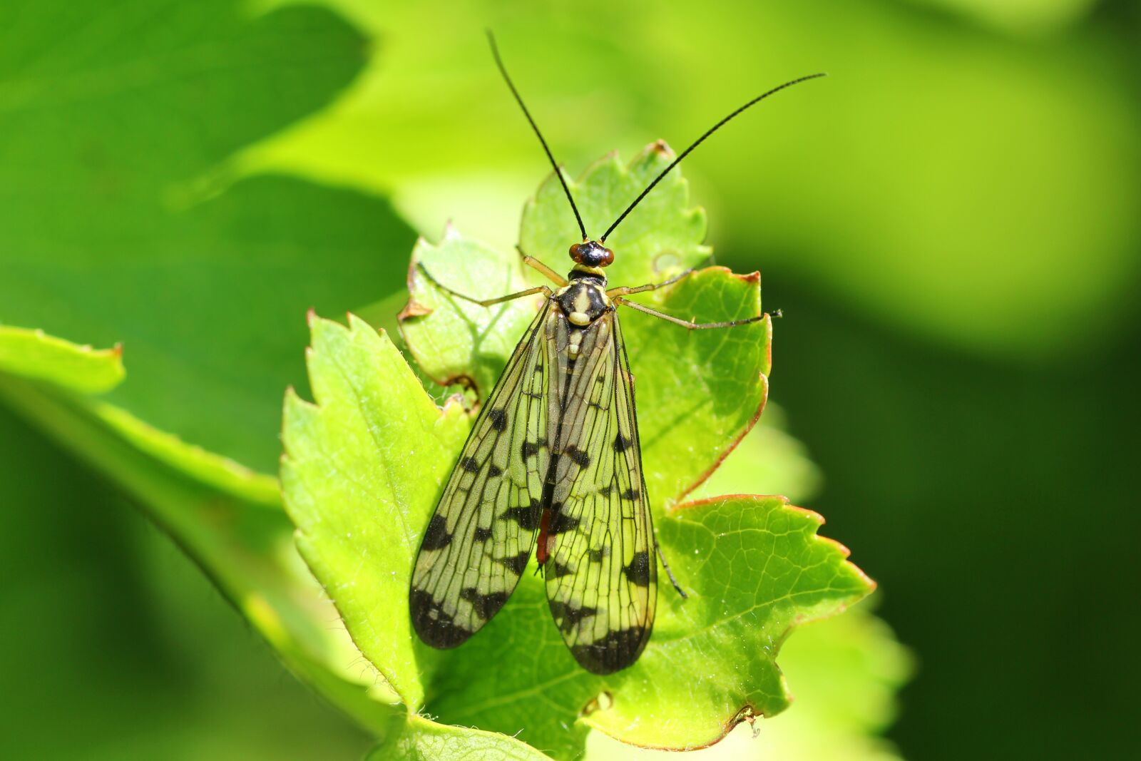 Tamron SP 90mm F2.8 Di VC USD 1:1 Macro sample photo. Communis, close up, insect photography