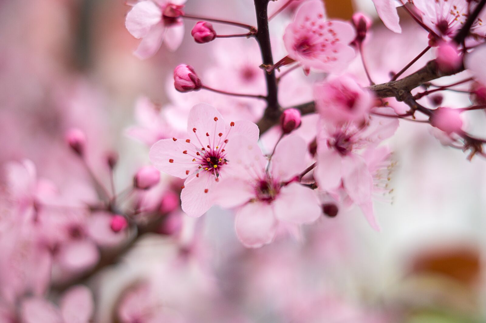 Sony SLT-A58 + Sony DT 50mm F1.8 SAM sample photo. Cherry blossom, pink, spring photography