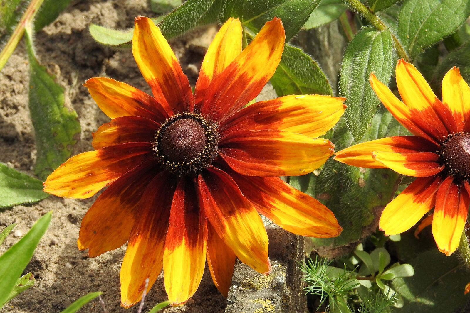 Nikon Coolpix P900 sample photo. Karkardenblume, composites, blossom photography