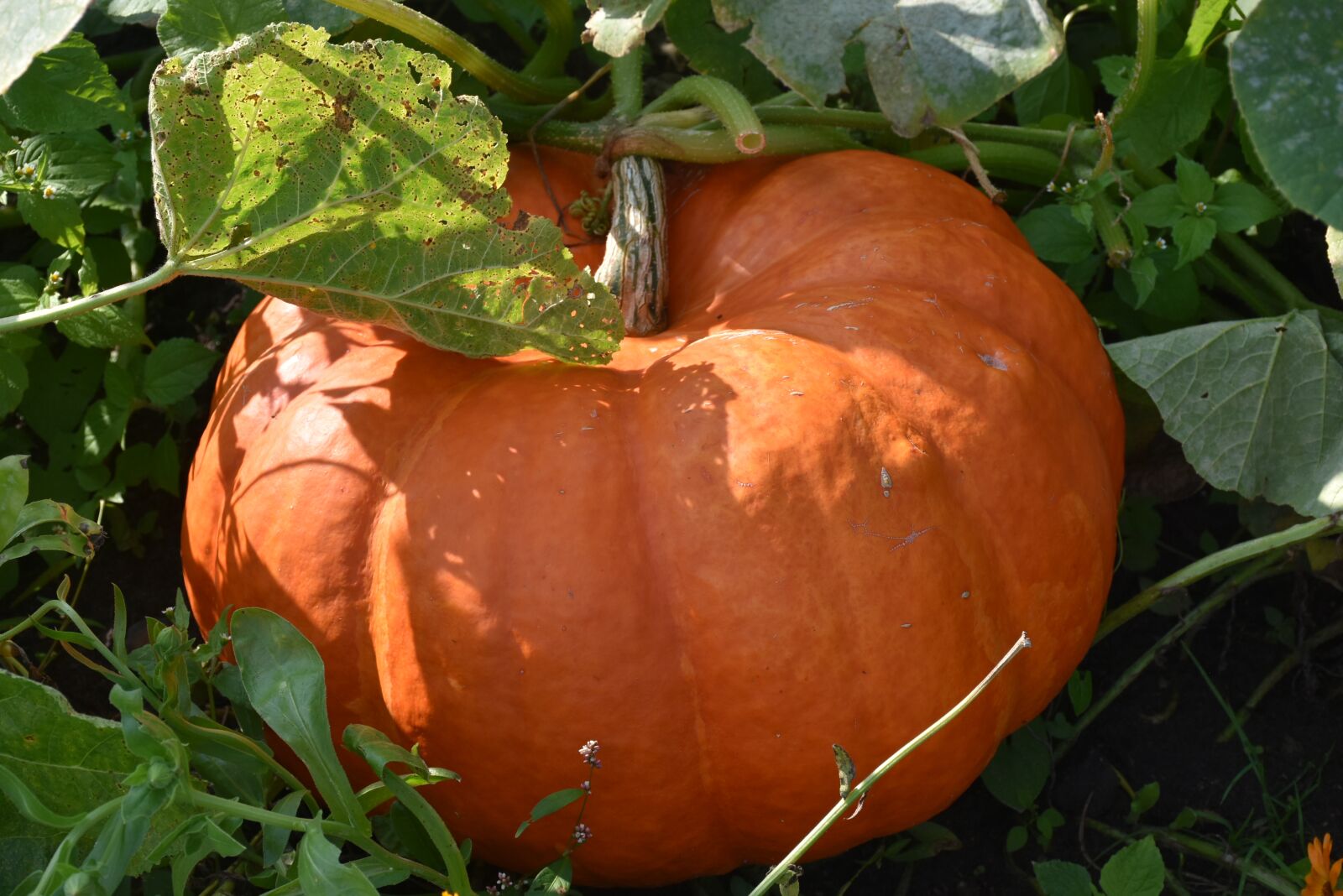 Nikon D7200 sample photo. Vegetables, pumpkin, garden photography