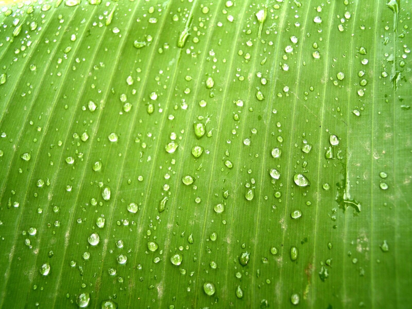 Olympus E-300 (EVOLT E-300) sample photo. Water, drops, leaf photography