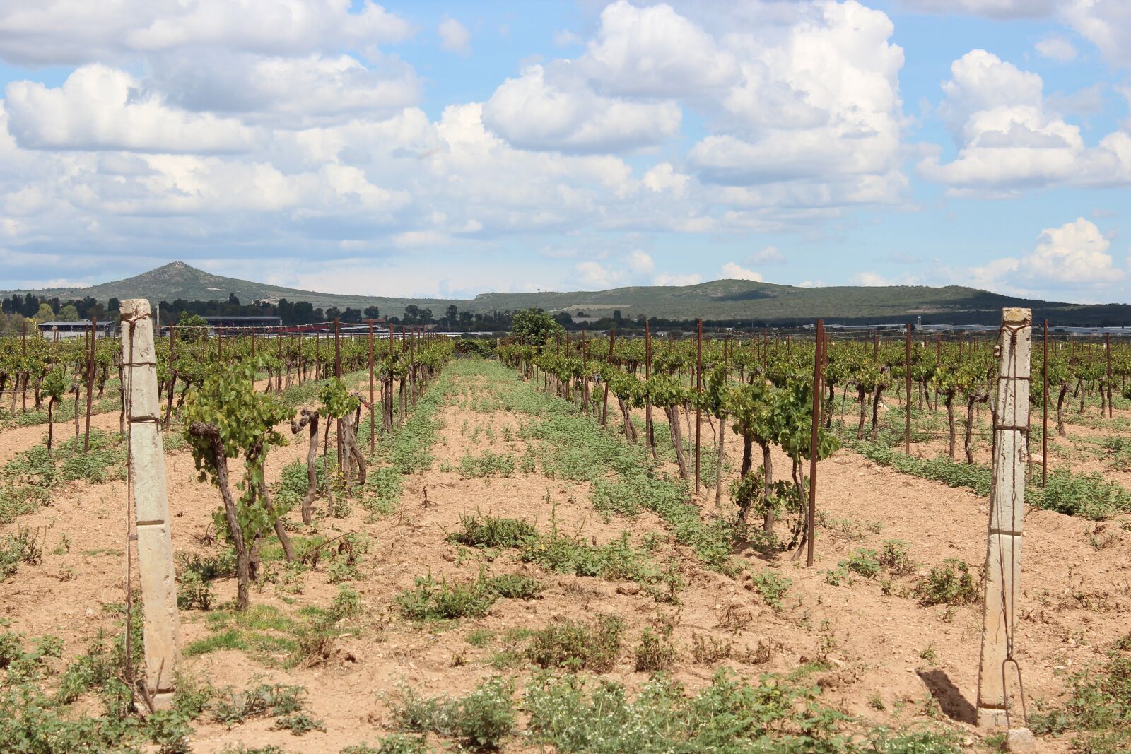 Canon EOS 600D (Rebel EOS T3i / EOS Kiss X5) sample photo. Vineyard, sky, wine photography