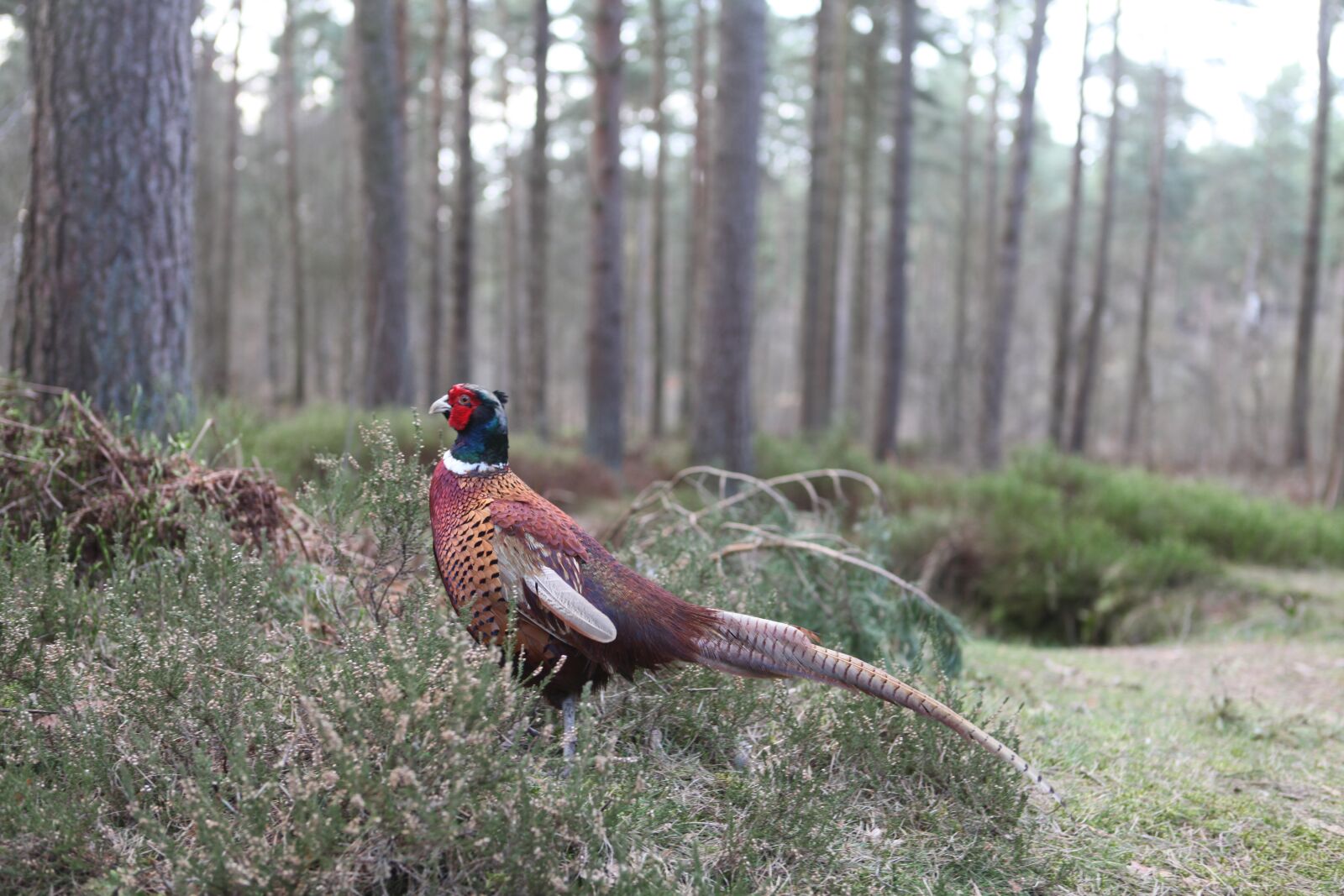 Canon EOS 5D Mark II sample photo. Pheasant, woods, bird photography
