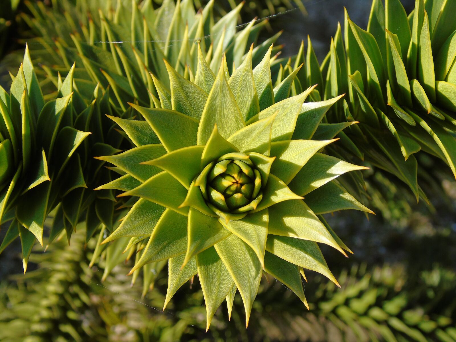 Sony Cyber-shot DSC-H400 sample photo. Flora, nature, leaf photography