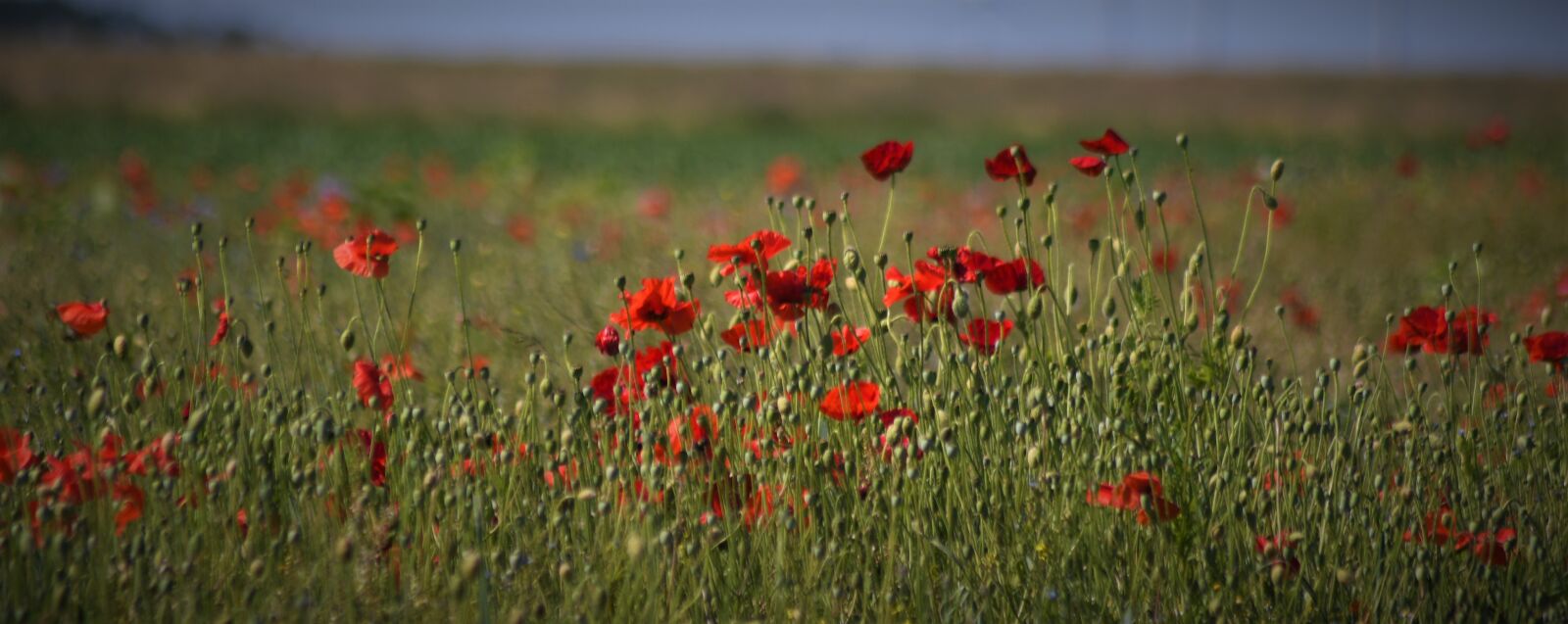 Nikon D7500 sample photo. Poppy, klatschmohn, red photography