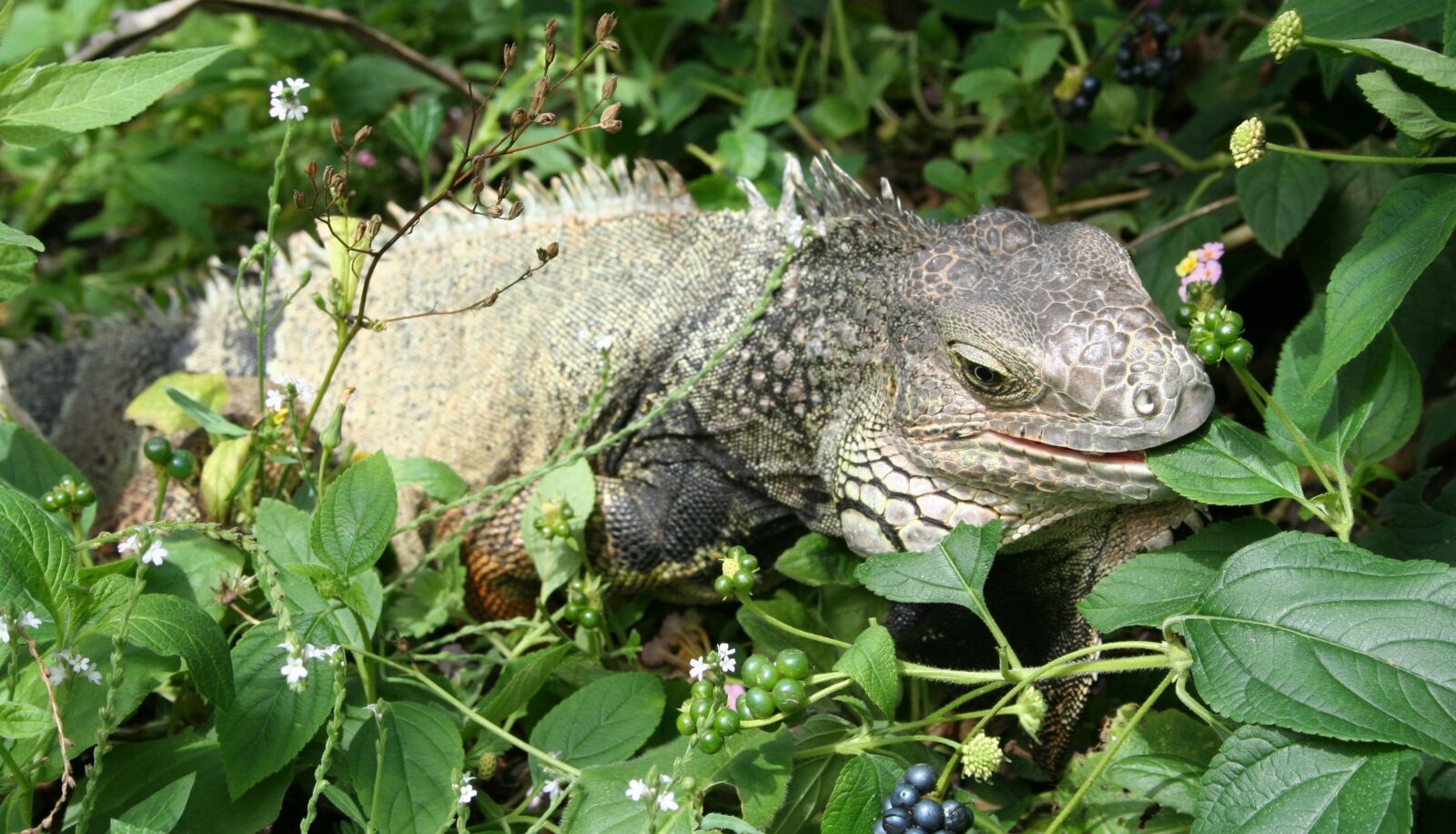Canon EOS 350D (EOS Digital Rebel XT / EOS Kiss Digital N) sample photo. Iguana, lizard, animal photography