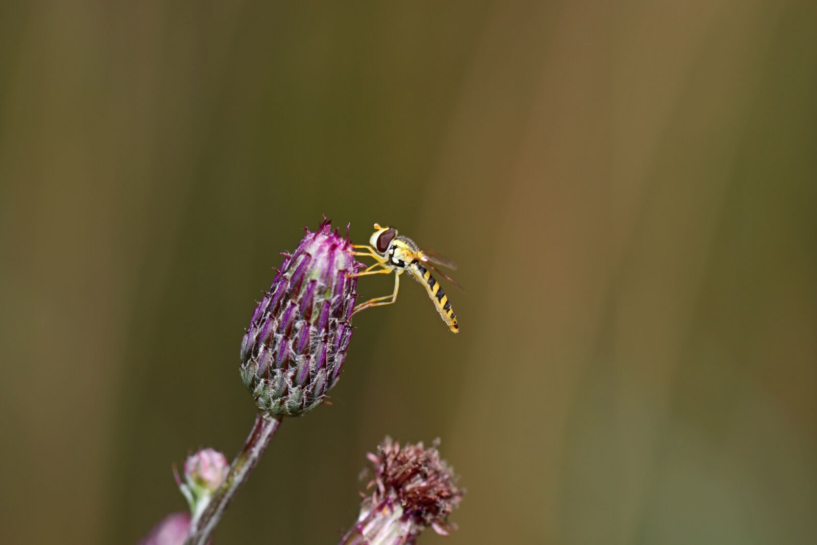 Canon EOS 80D sample photo. Flower, insect, nature photography