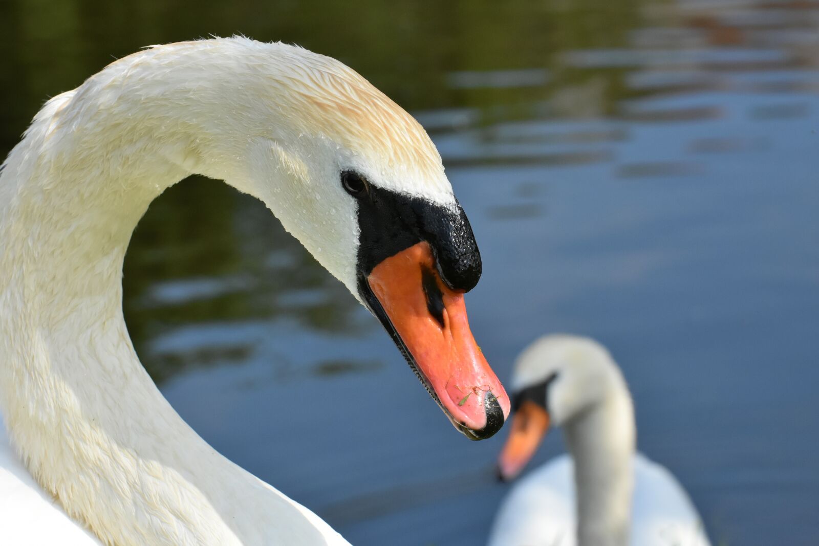 Nikon D7200 sample photo. Swan, feather, plumage photography