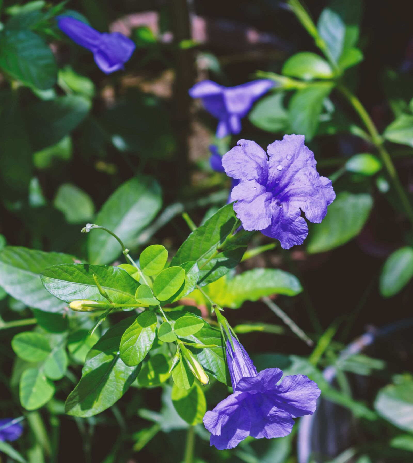 Nikon D3400 sample photo. Flower, azalea flower, cosmos photography