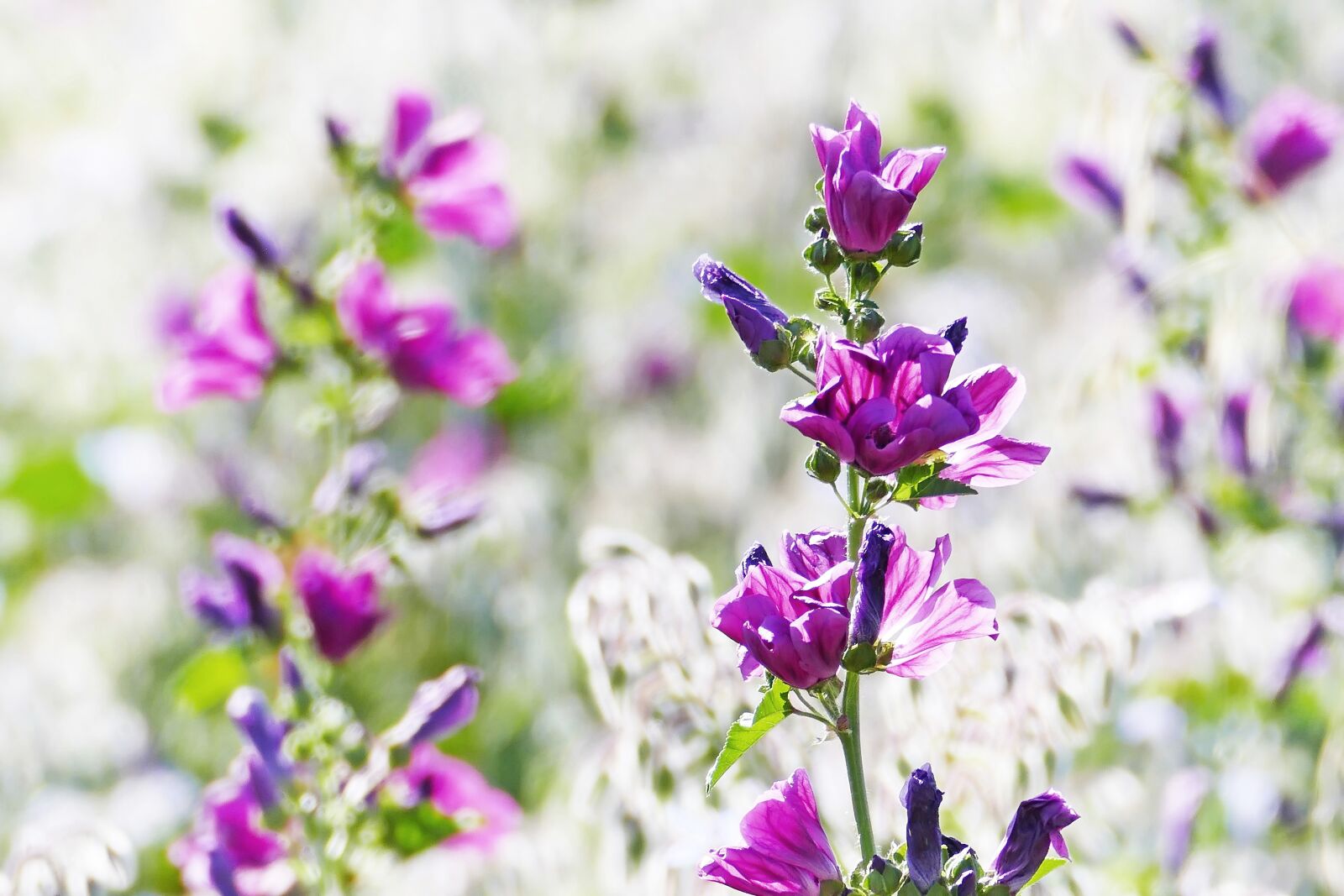 Panasonic Lumix DMC-FZ1000 sample photo. Flowers, field, meadow photography