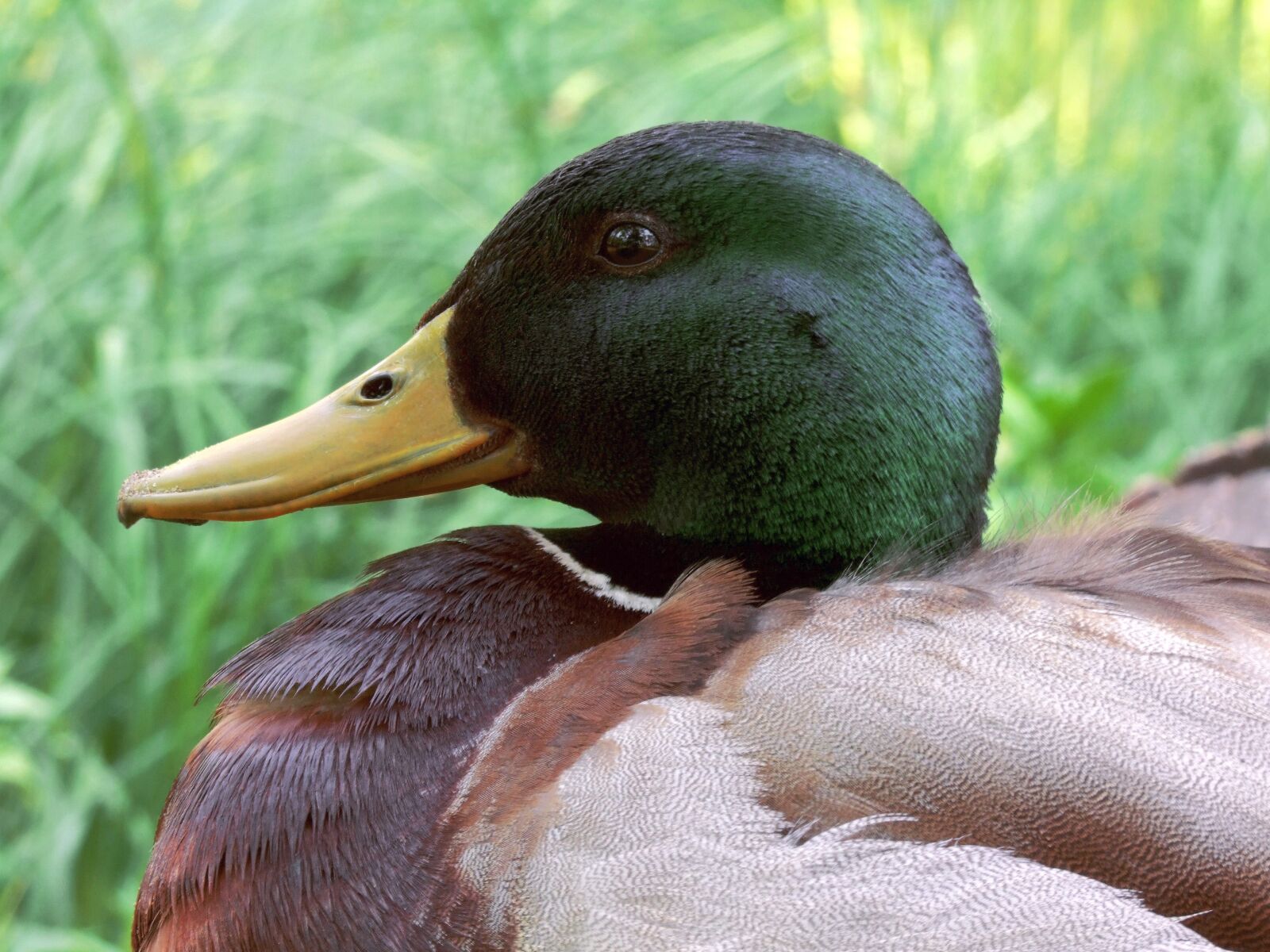 Fujifilm FinePix S100fs sample photo. Wild ducks, lake, relax photography