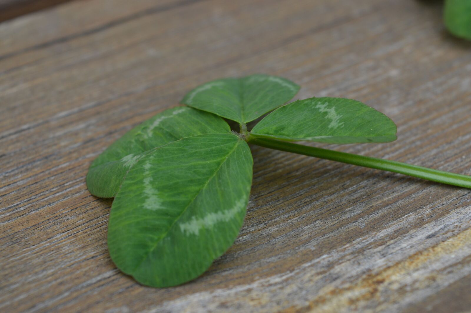 Nikon D3200 sample photo. Clovers, symbol, happiness photography