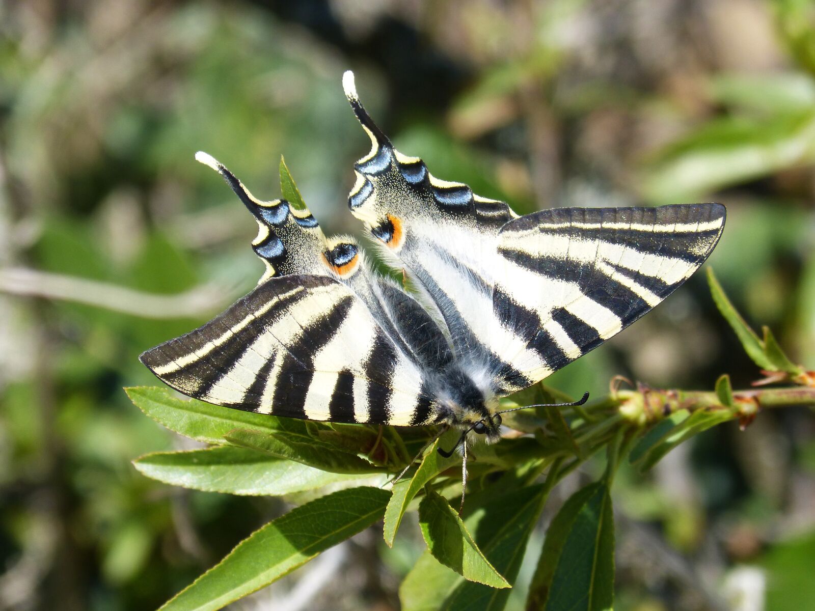 Panasonic DMC-FZ62 sample photo. Butterfly, scarce swallowtail, chupaleche photography