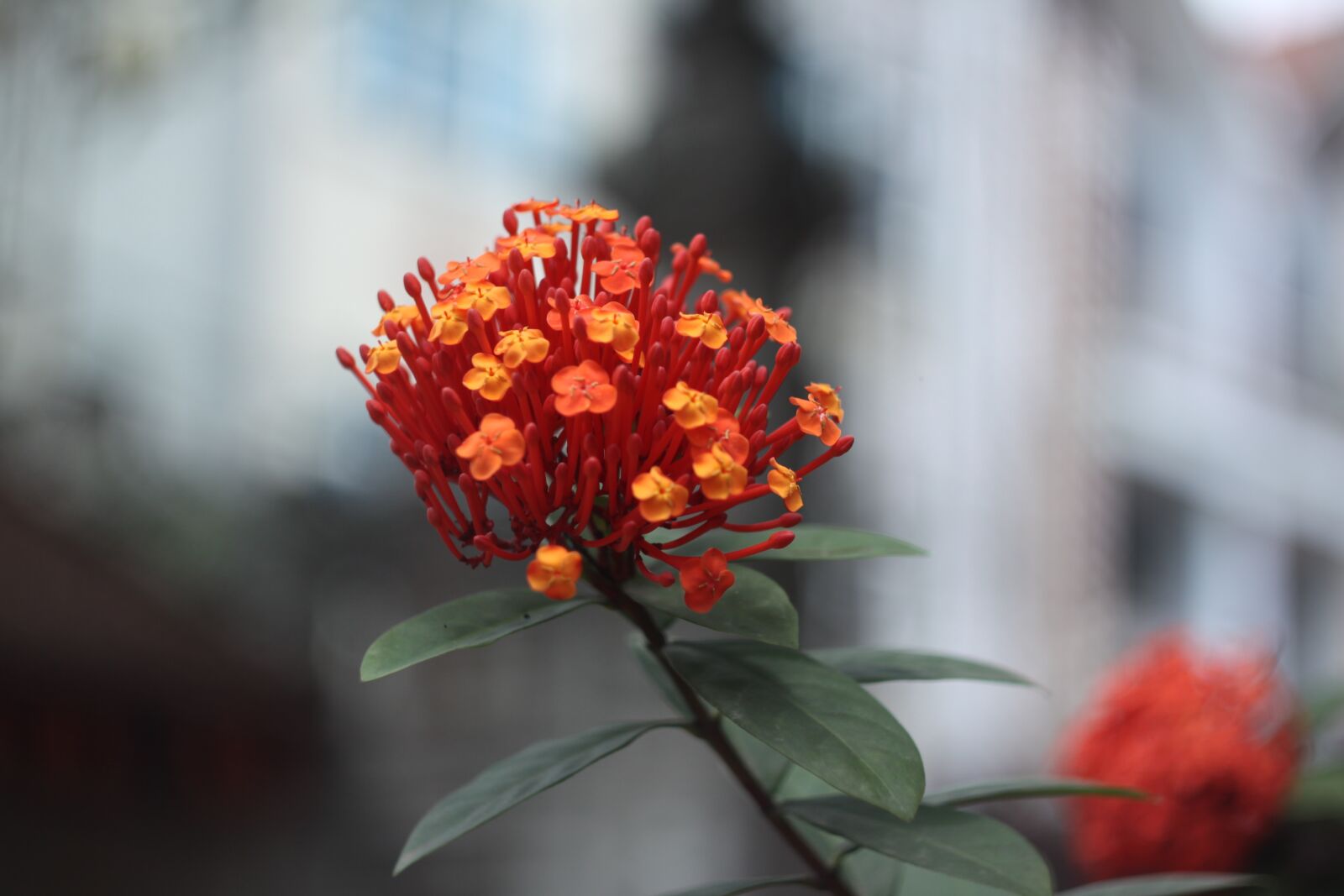Canon EOS 50D sample photo. Red ixora, mf lens photography